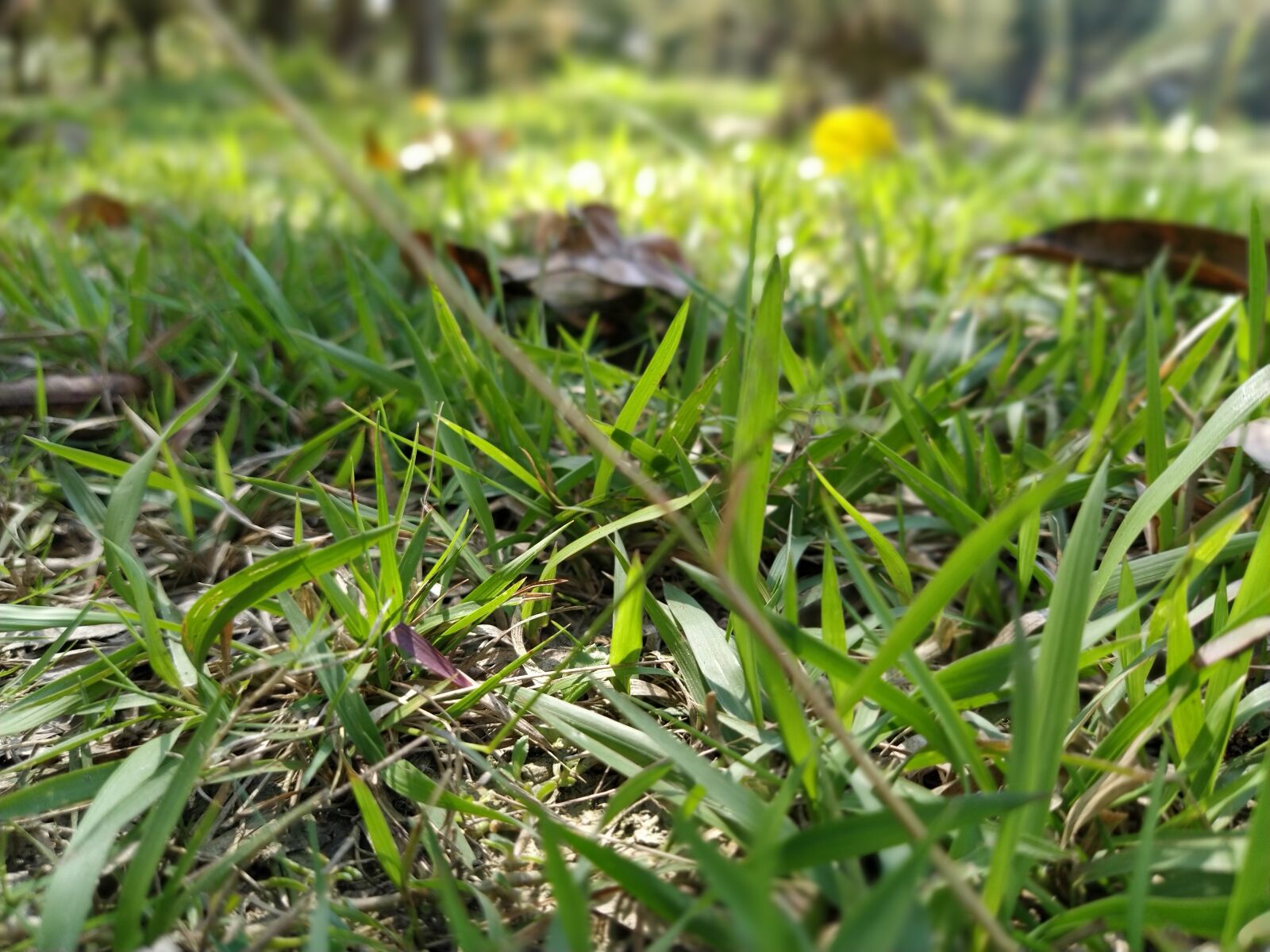 Xiaomi Mi A3 sample photo. Grass, field, countryside photography