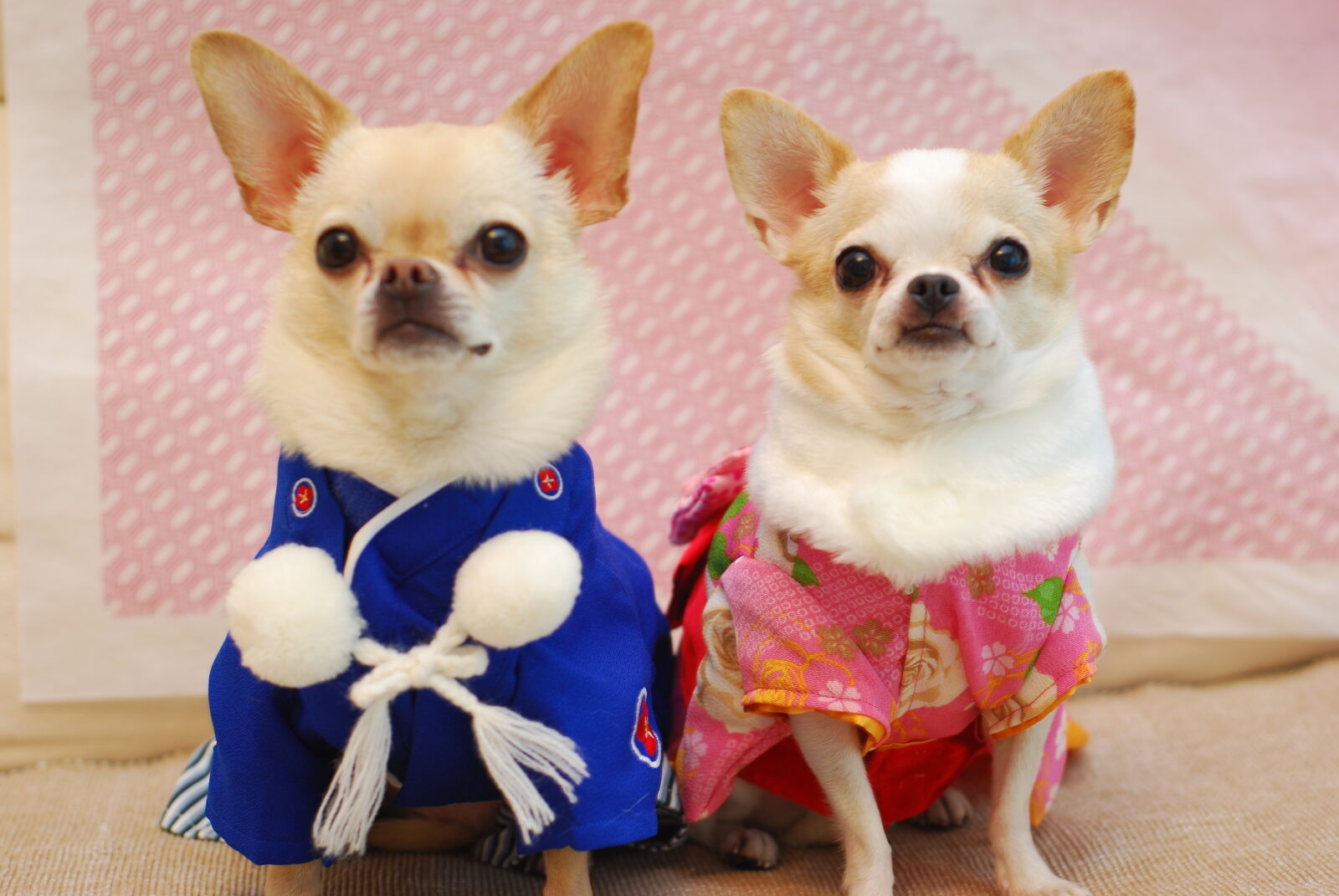 Nikon AF Nikkor 50mm F1.8D sample photo. Chihuahua, dog, japan, kimono photography