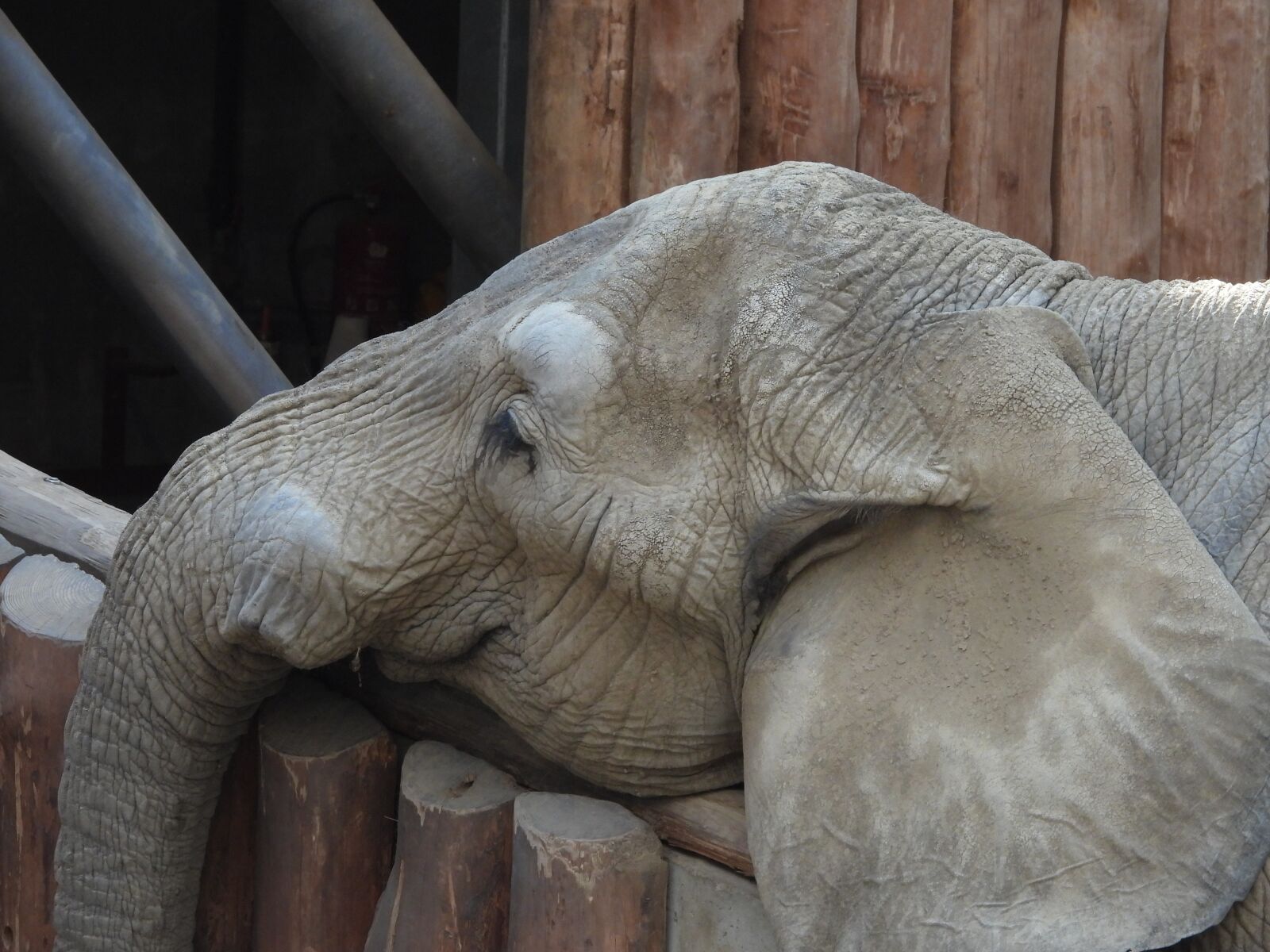 Nikon Coolpix P1000 sample photo. Elephant, sad, nature photography