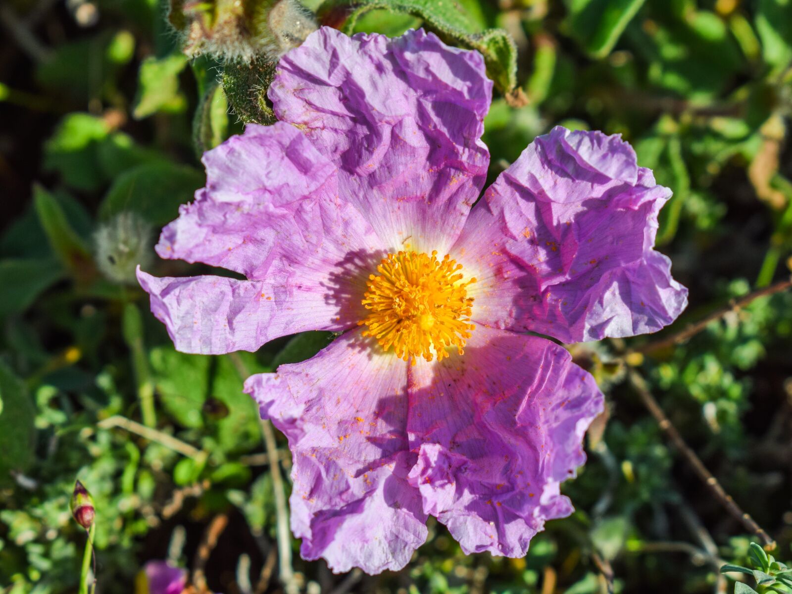 Nikon D3300 sample photo. Wildflower, purple, flower photography