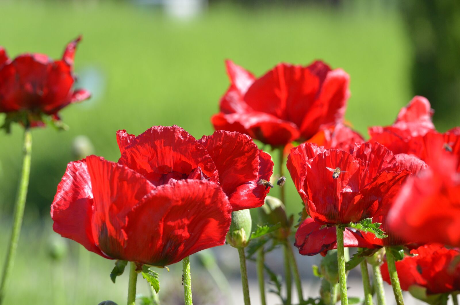Nikon D7000 sample photo. Poppy, plant, red photography