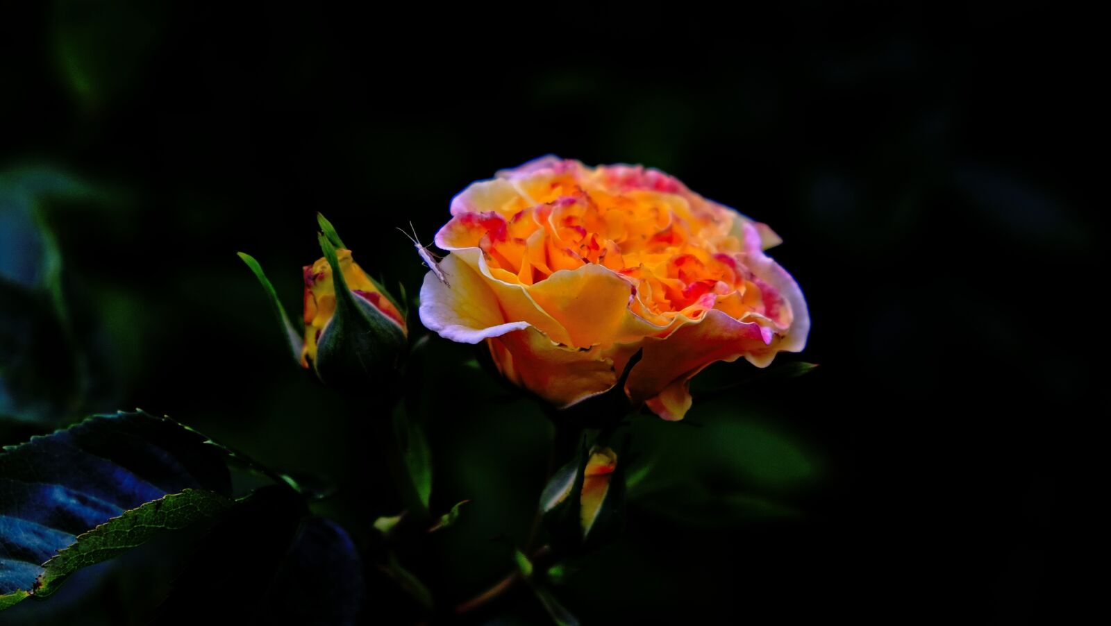 Fujifilm X-E2 sample photo. Rose, dark, glowing photography