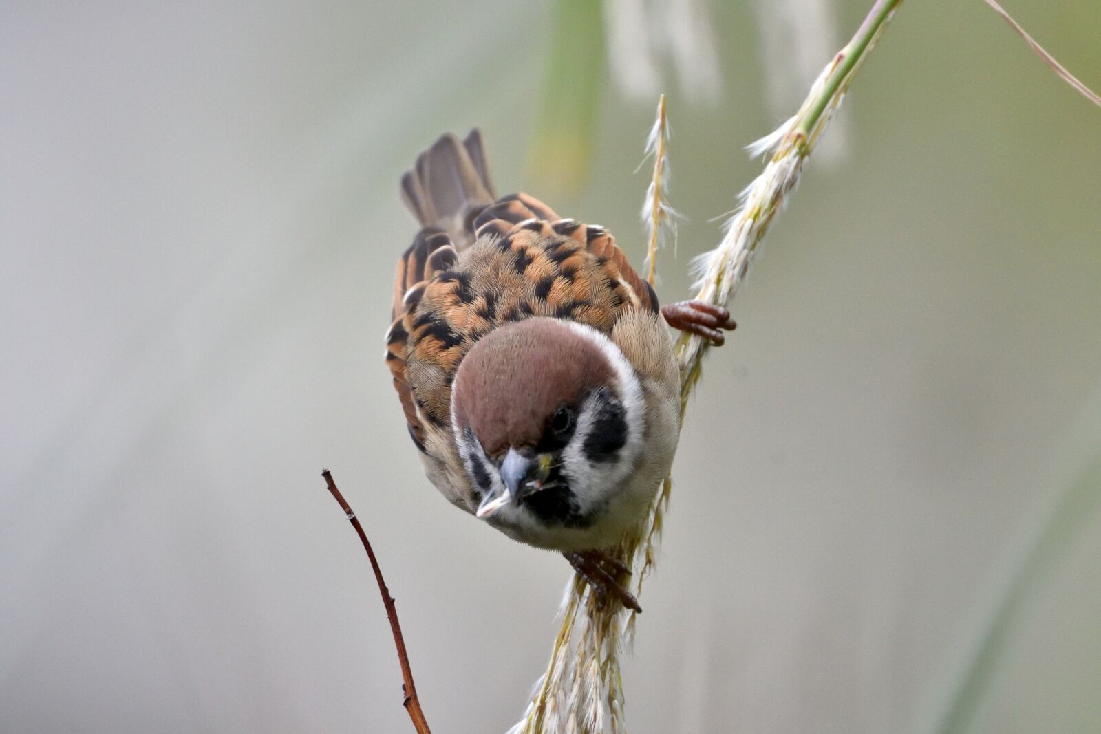 Nikon D500 sample photo. Bird, wild animals, natural photography