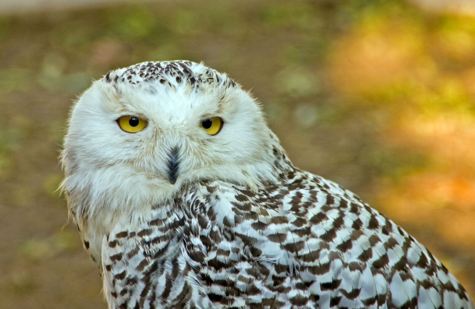 Sony Alpha DSLR-A700 sample photo. Owl, nature, bird photography