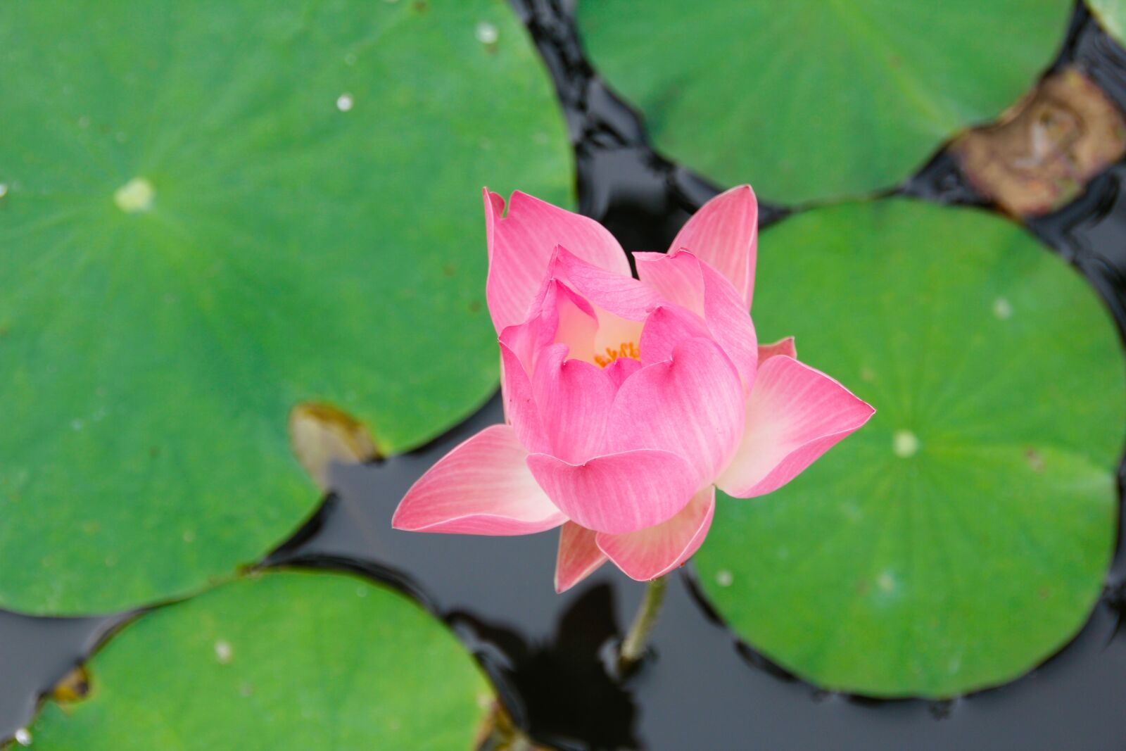 Canon EOS 60D sample photo. Water lily, pink, blossomed photography