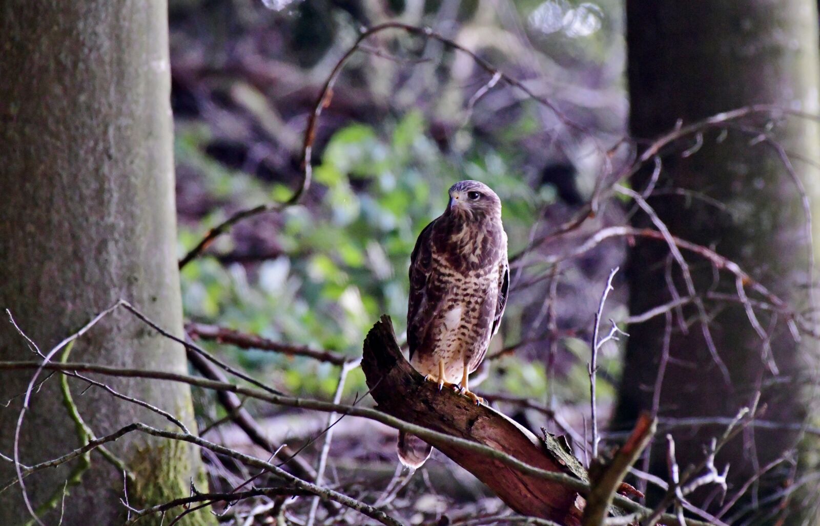 Nikon D500 sample photo. Common buzzard, bird of photography