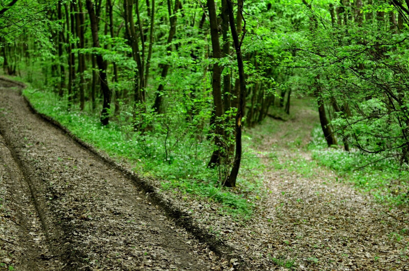 Nikon D5100 sample photo. Forest road, nature, transylvania photography