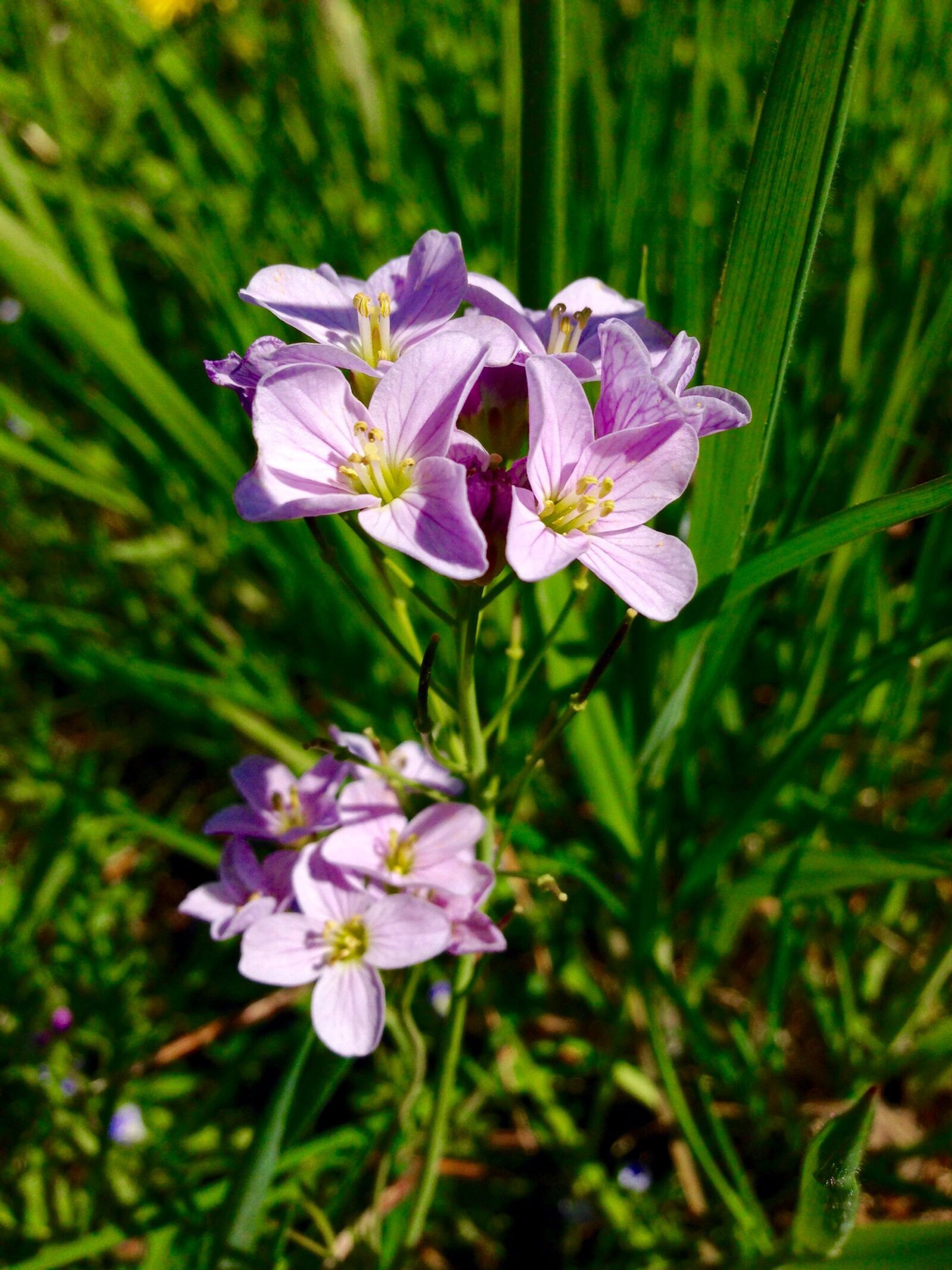 iPhone 5 back camera 4.12mm f/2.4 sample photo. Flower, green, nature photography