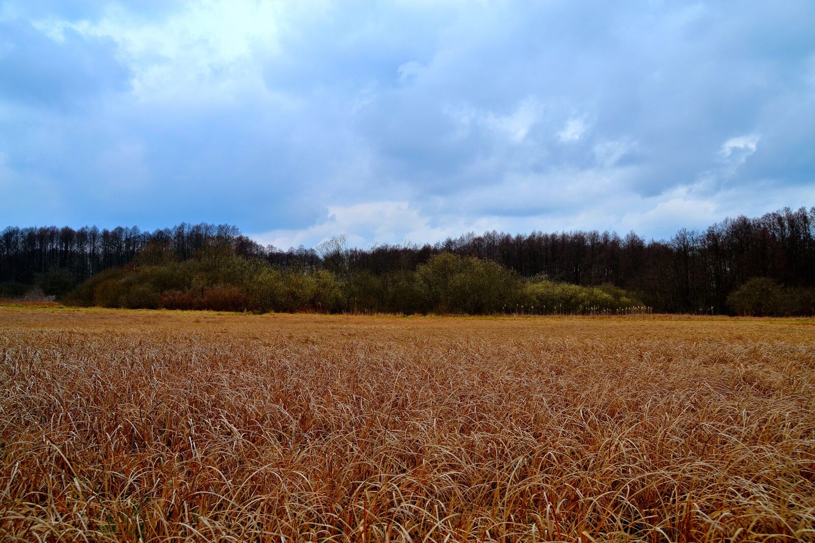 Nikon D3100 sample photo. Field, meadow, clouds photography