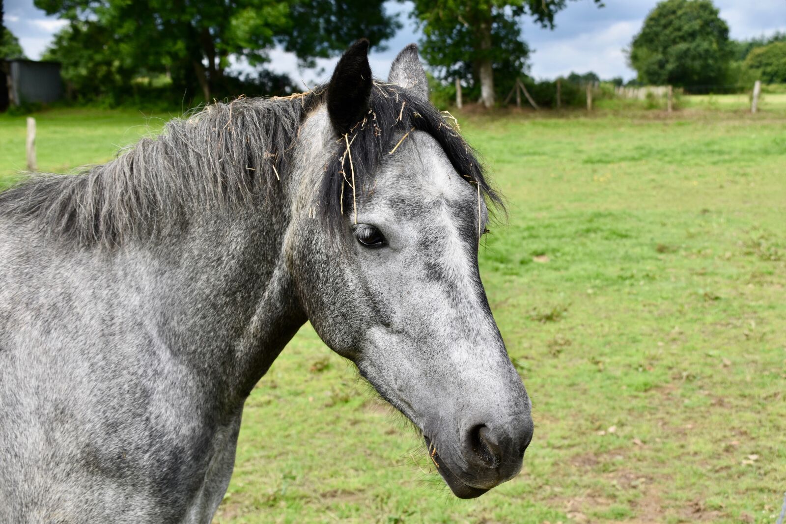 Nikon D5600 sample photo. Horse, equine, horse color photography