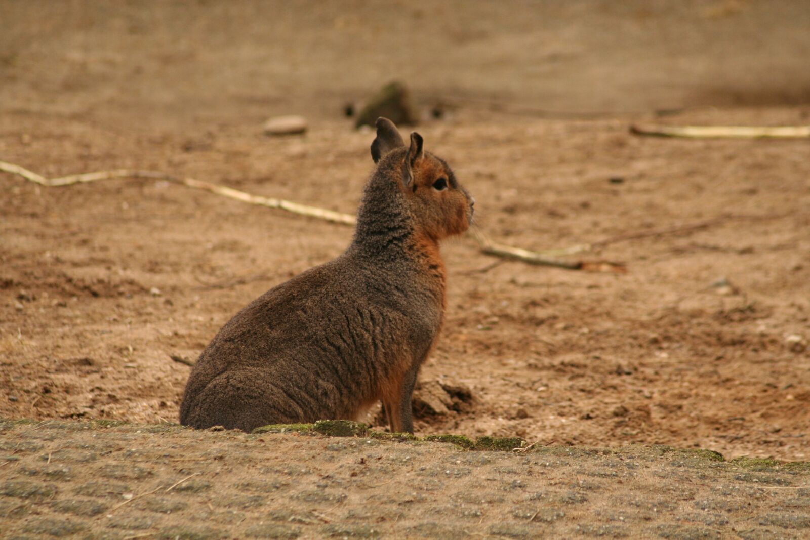 Canon EOS 350D (EOS Digital Rebel XT / EOS Kiss Digital N) sample photo. Mara, rodent, mammal photography