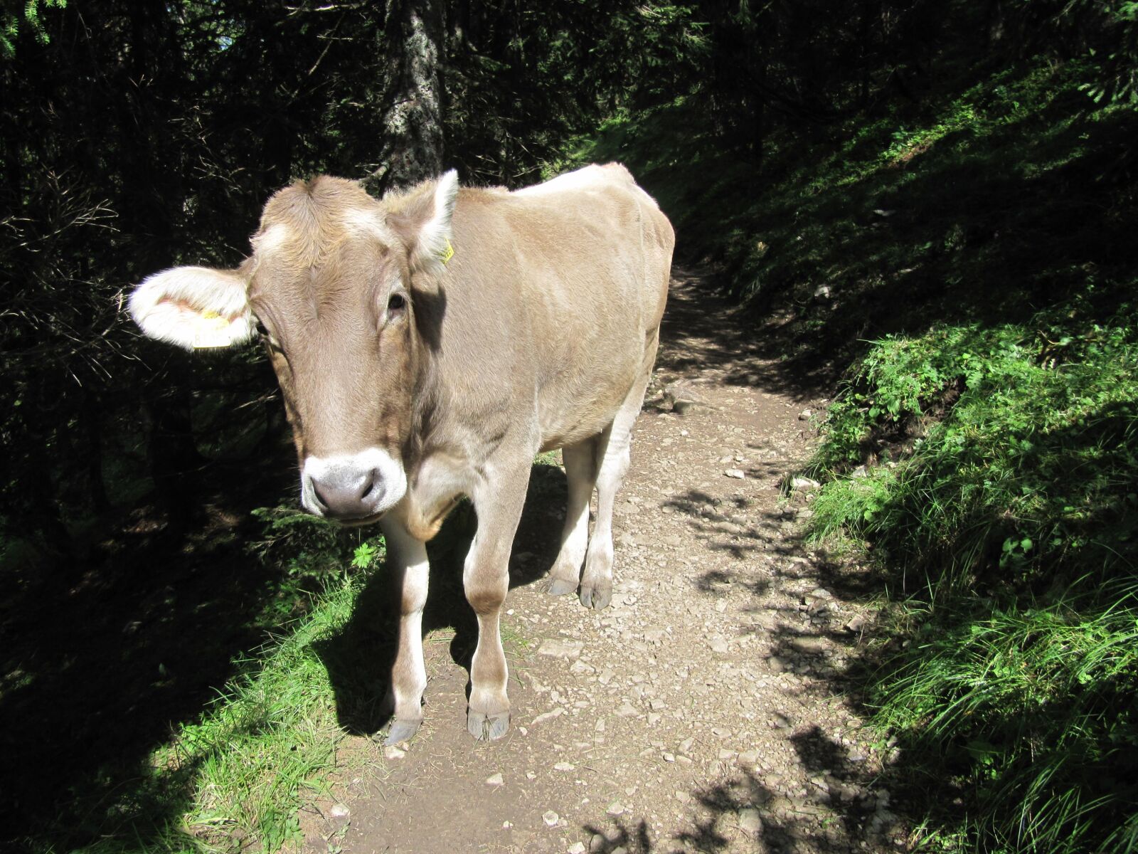 Canon PowerShot SX200 IS sample photo. Cow, allgäu, nature photography