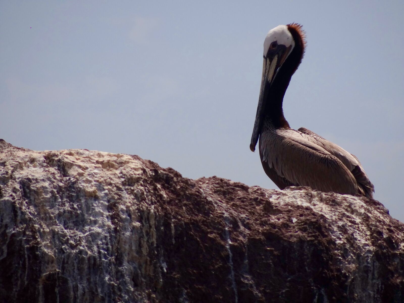 Sony Cyber-shot DSC-HX100V sample photo. Pelican, sea bird, beach photography