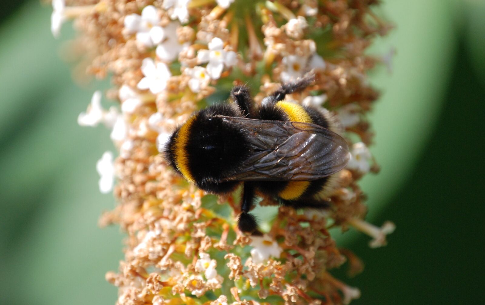 Nikon D80 sample photo. Bee, wings, stripes photography