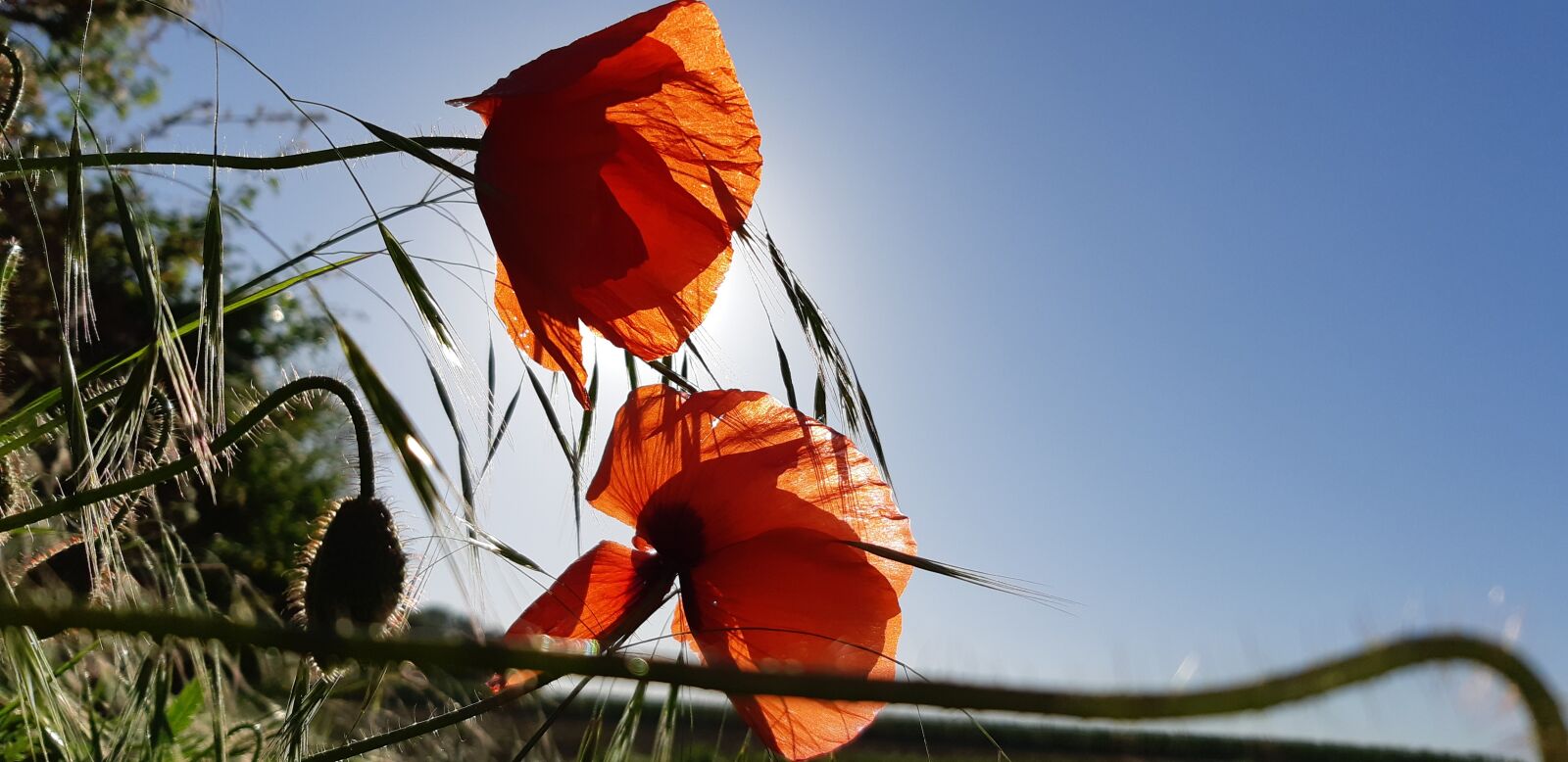 Samsung Galaxy A8(2018) sample photo. Poppy, spring, nature photography