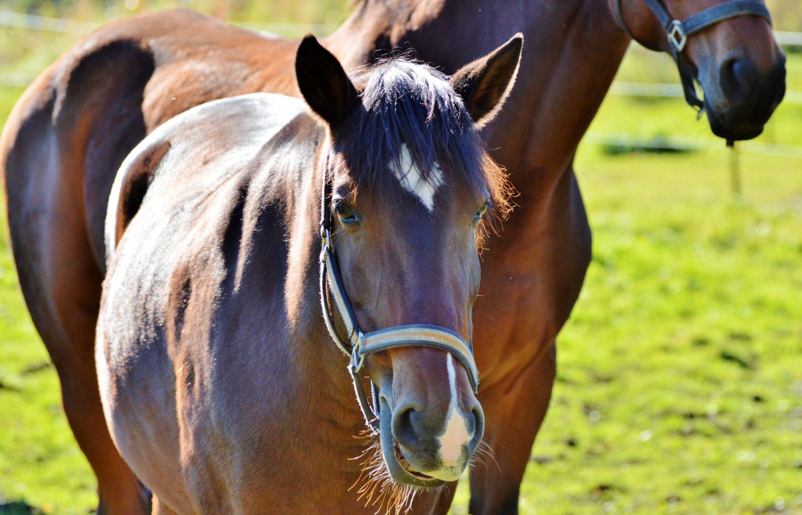 Nikon D3200 sample photo. Horse, ride, reiter photography