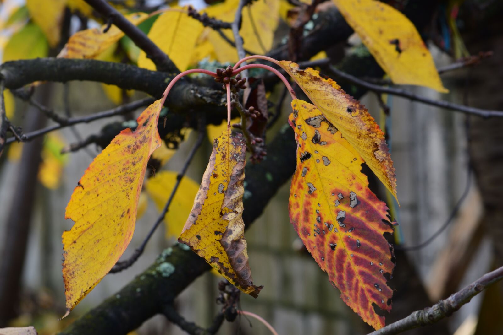 Nikon D3300 sample photo. Autumn, leaves, nature photography