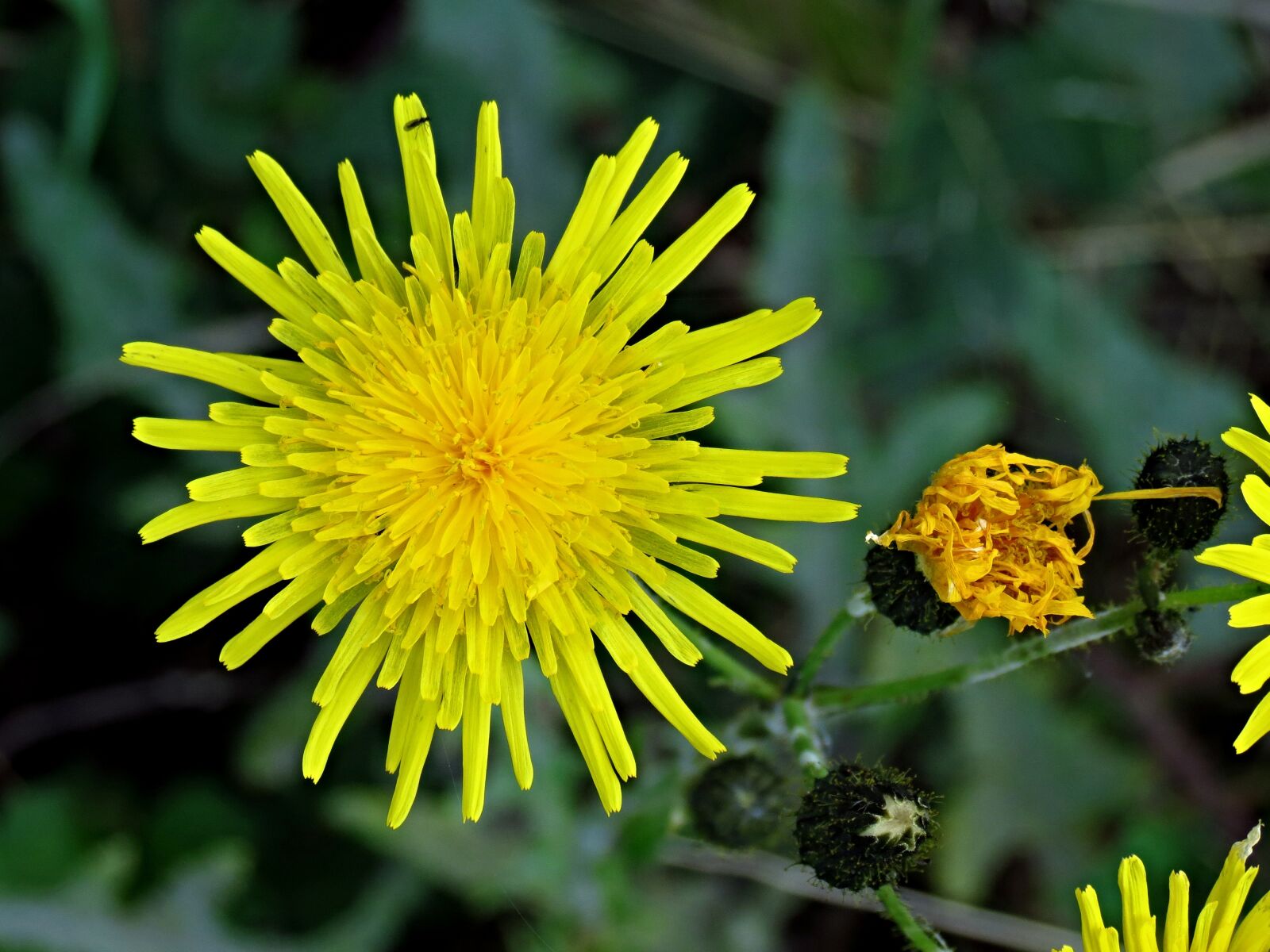 Canon PowerShot SX40 HS sample photo. Dandelion, blossom, bloom photography