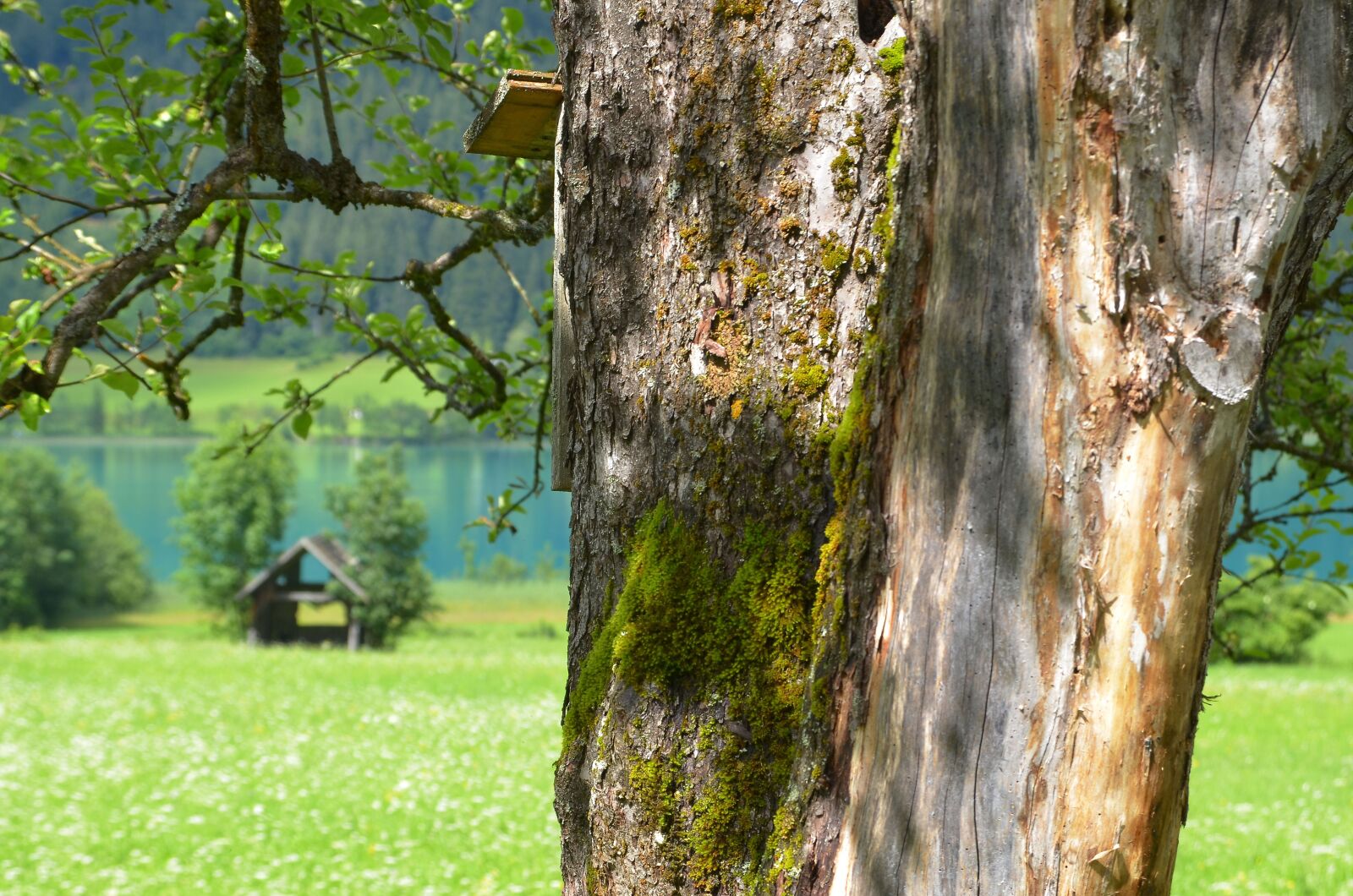 Nikon D7000 sample photo. Tree, tree bark, house photography