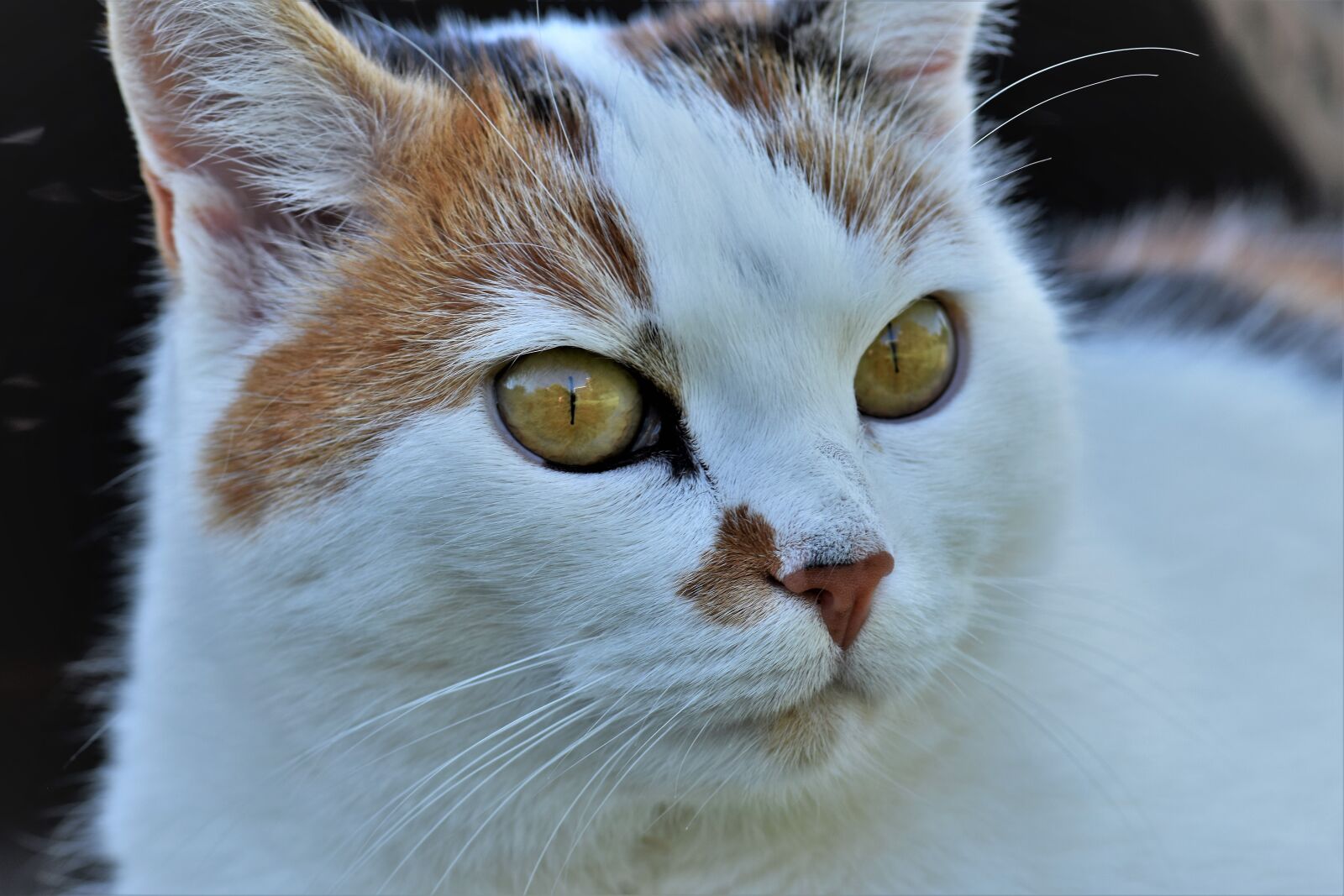 Nikon D5500 sample photo. Cat, animal, white photography