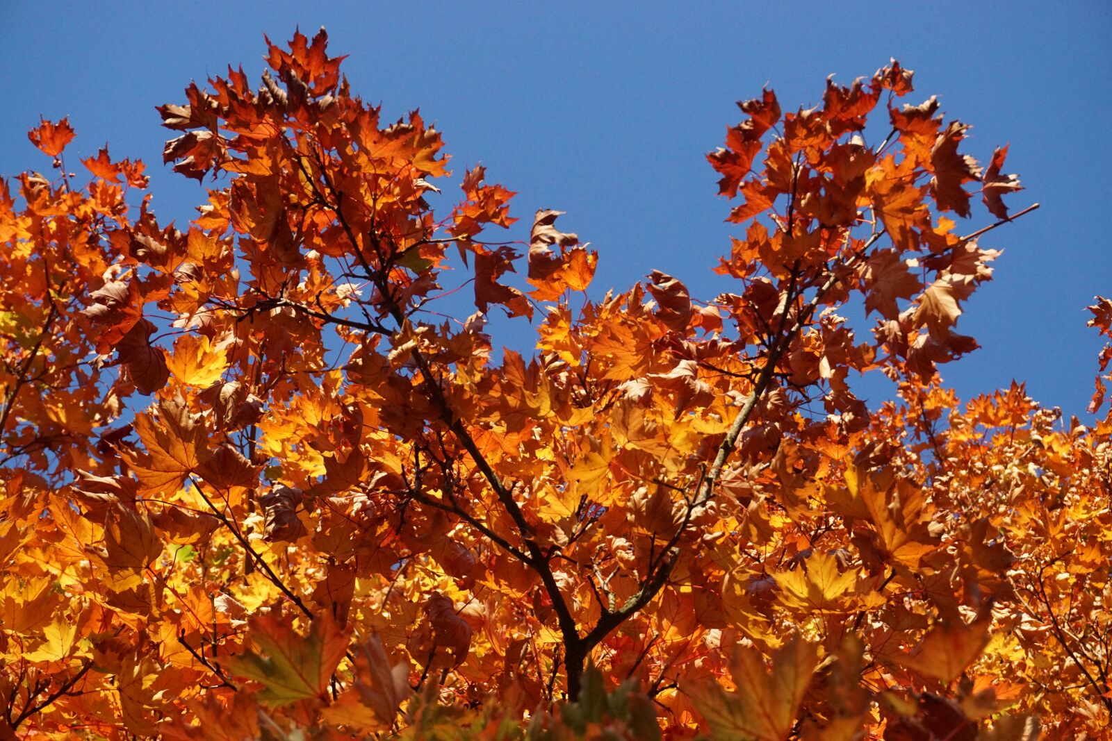 Sony a6000 sample photo. Fall foliage, maple, colorful photography