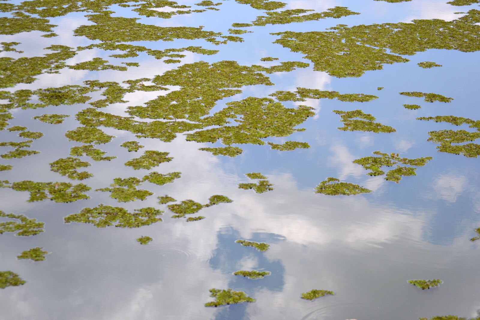 Nikon D3100 sample photo. Lake, reflection, leaves photography
