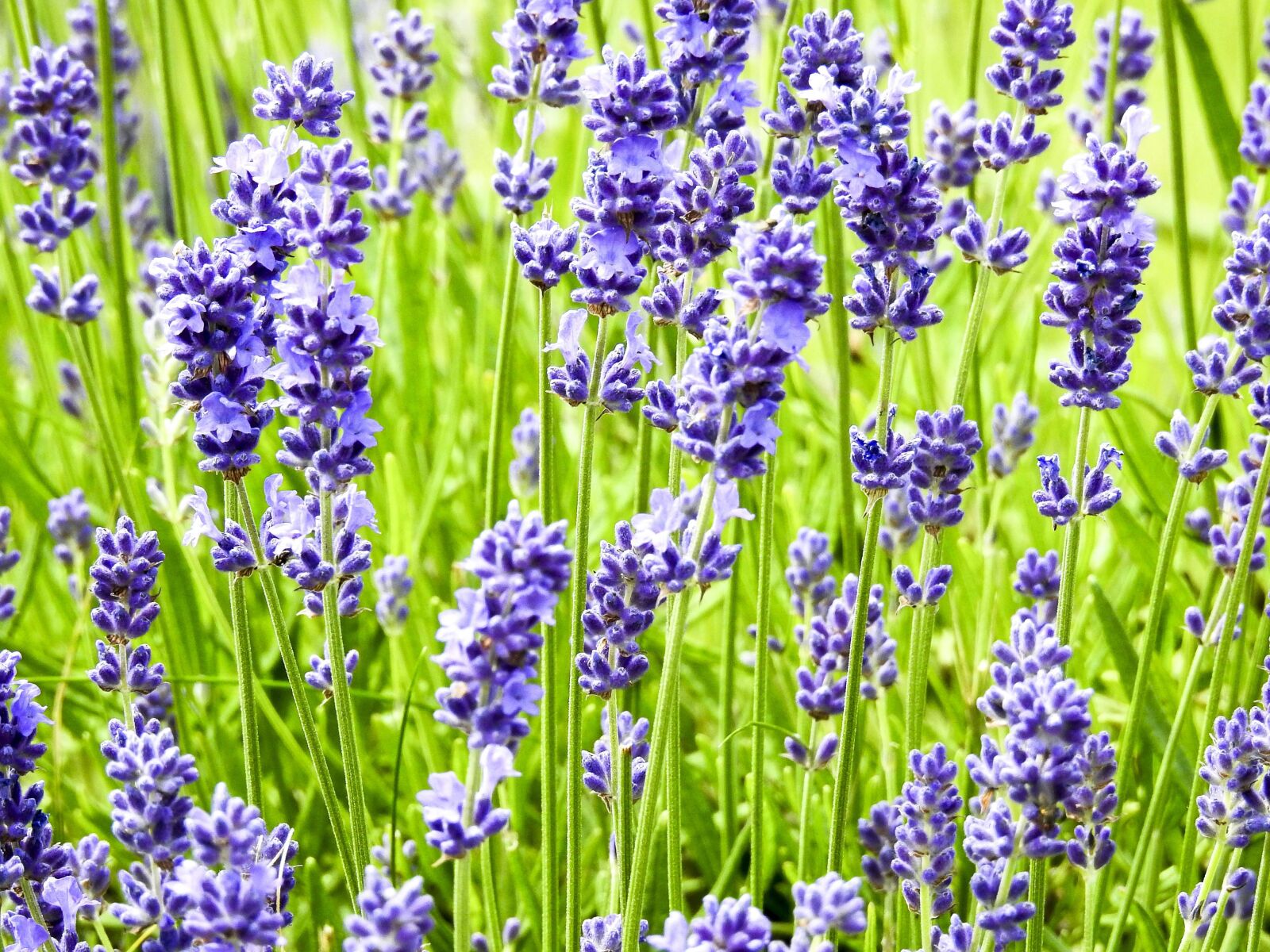 Nikon Coolpix P900 sample photo. Lavender, flower, plant photography