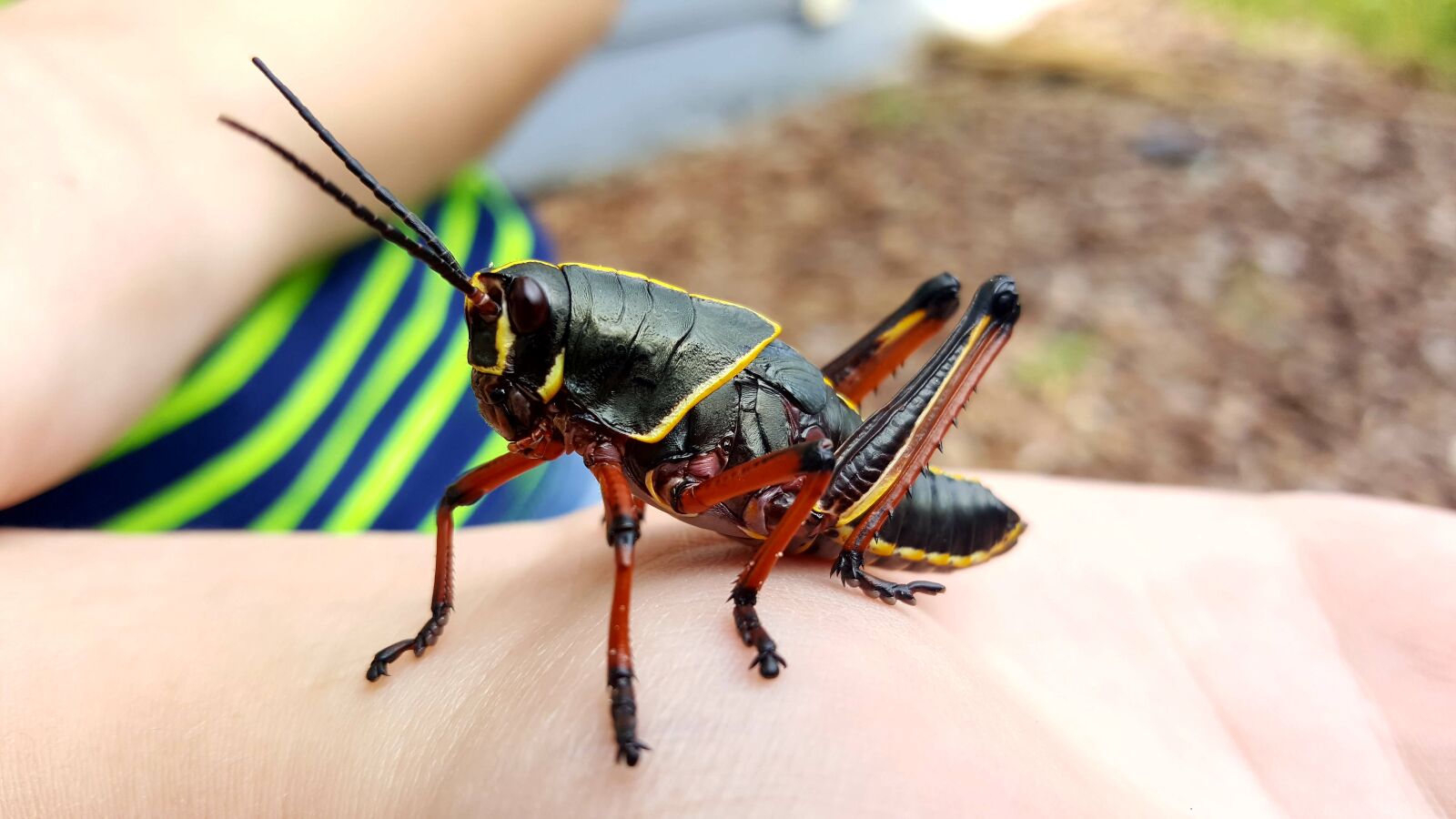 Samsung Galaxy Note5 sample photo. Grasshopper, eastern, lubber photography