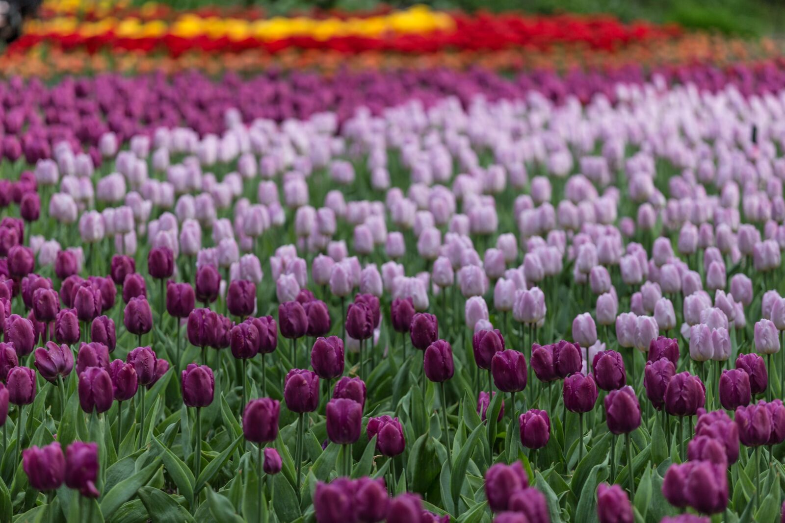 Canon EOS 6D + Canon EF 70-200mm F4L USM sample photo. Flowers, tulips, festival photography