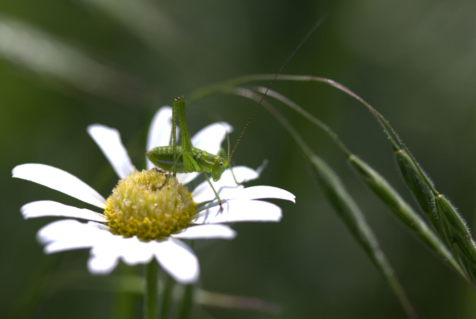 Canon EF-S 60mm F2.8 Macro USM sample photo. Grasshopper, green, flower photography