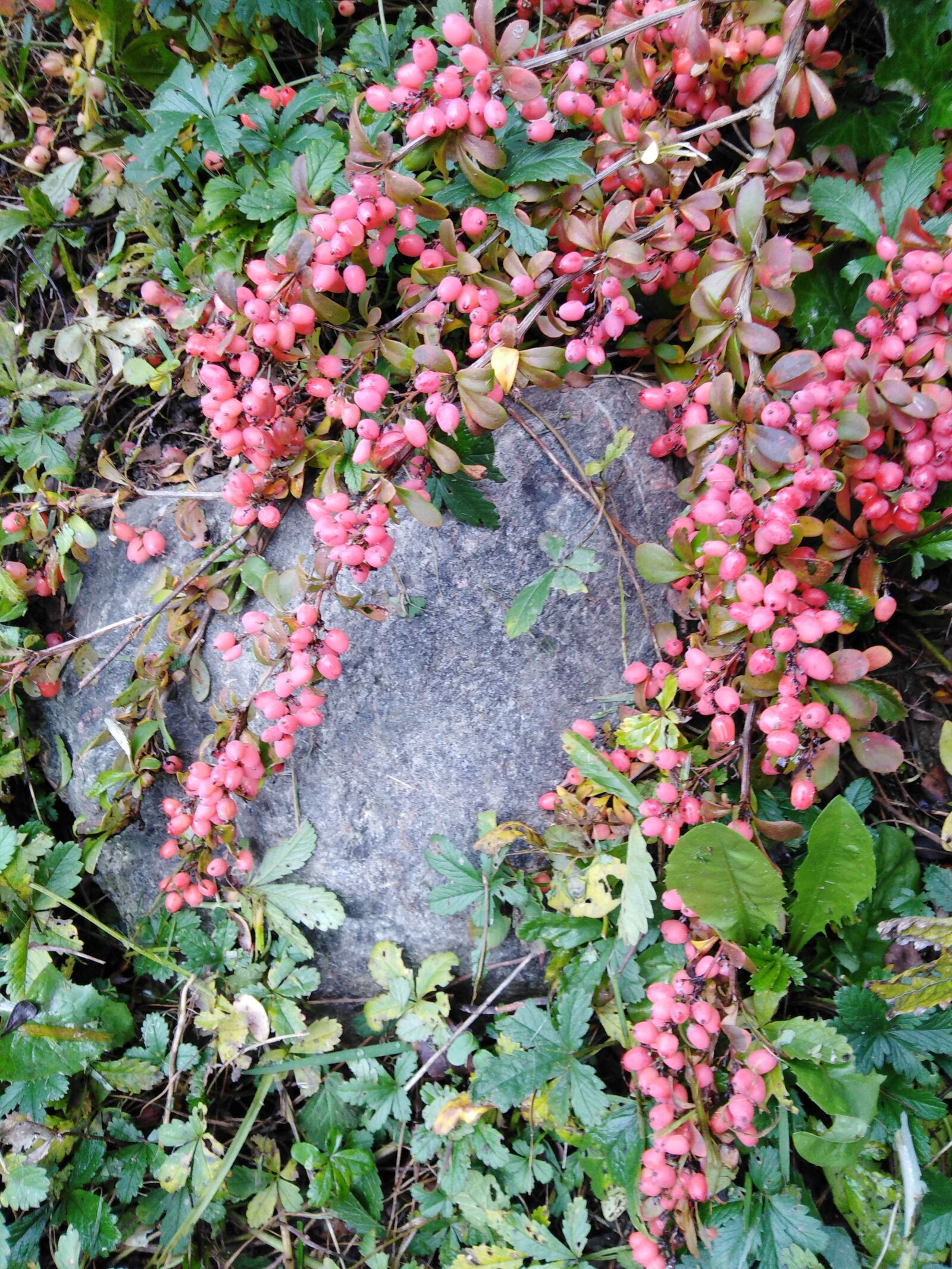 HUAWEI Y6 2018 sample photo. Barberry, fruit, autumn photography