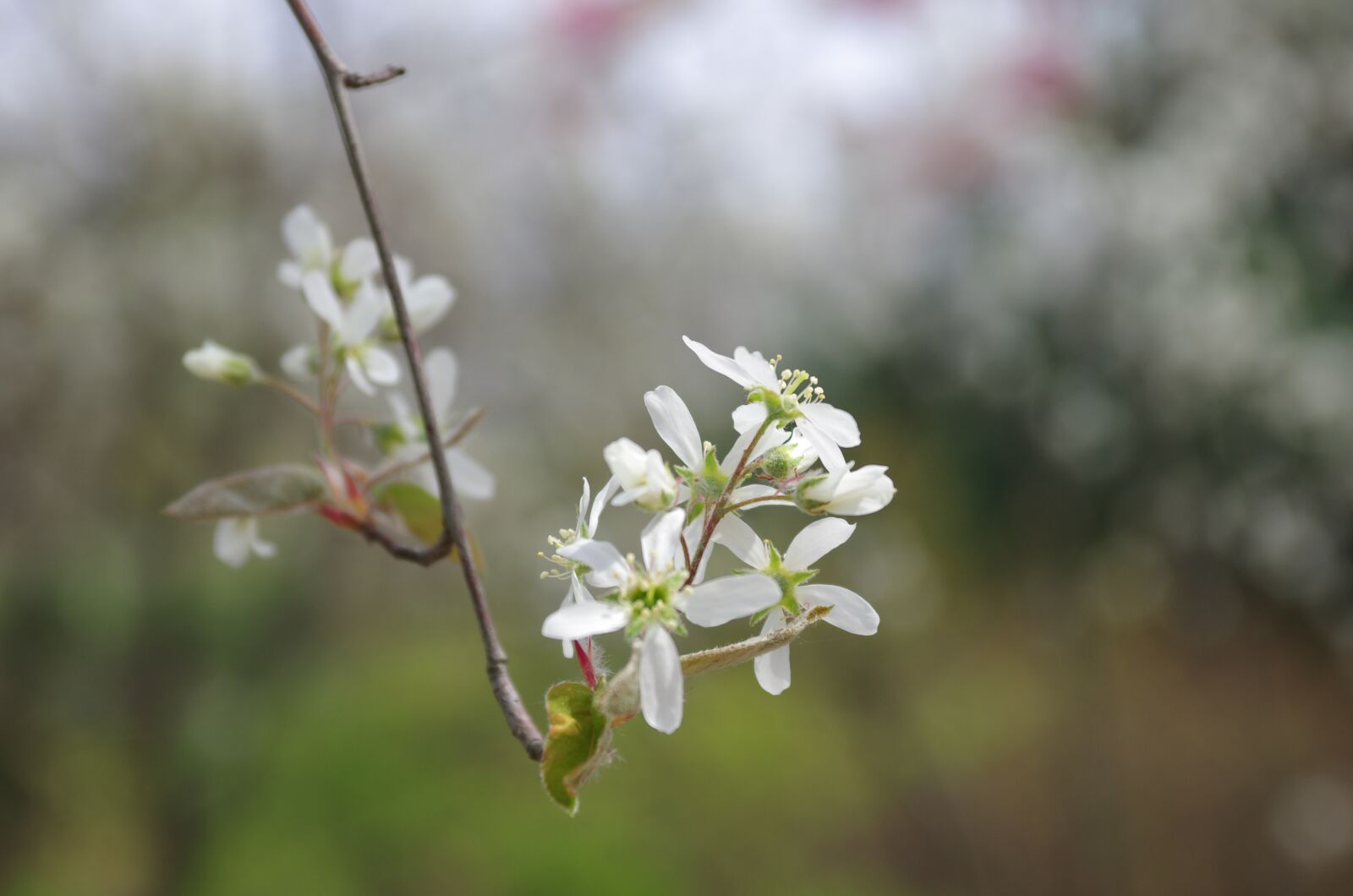 Pentax K-5 sample photo. Flowers, wildflower, nature photography