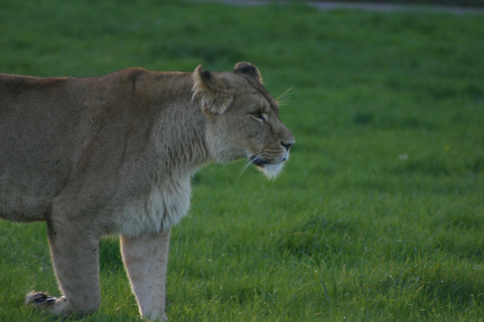 Canon EOS 300D (EOS Digital Rebel / EOS Kiss Digital) sample photo. Lioness, large, dangerous photography