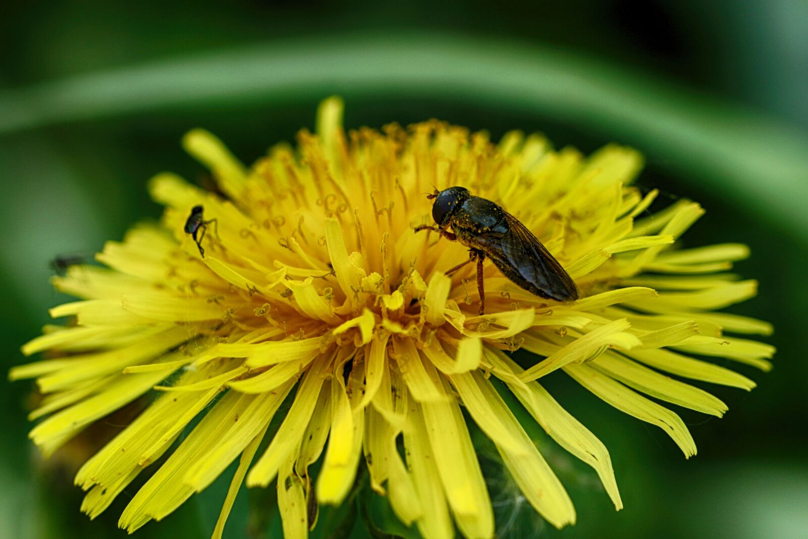 Canon EOS 7D Mark II sample photo. Bug, spring flower, dandelion photography