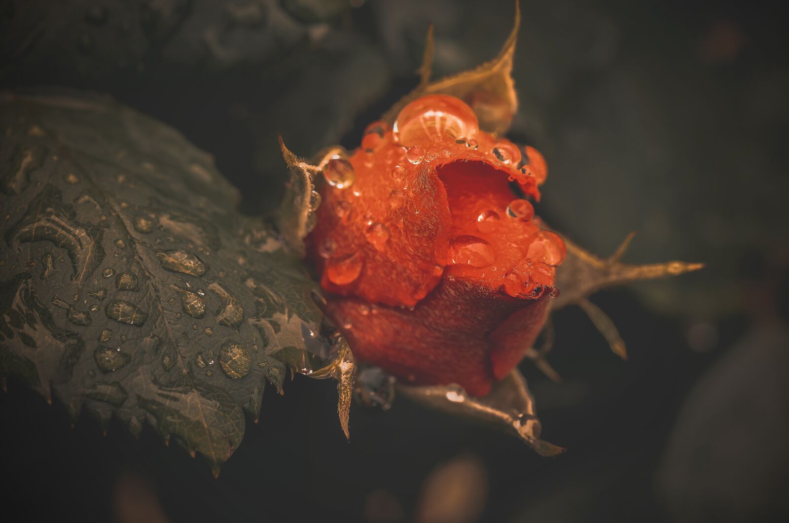 Nikon D500 sample photo. Rose, rosa, flower photography