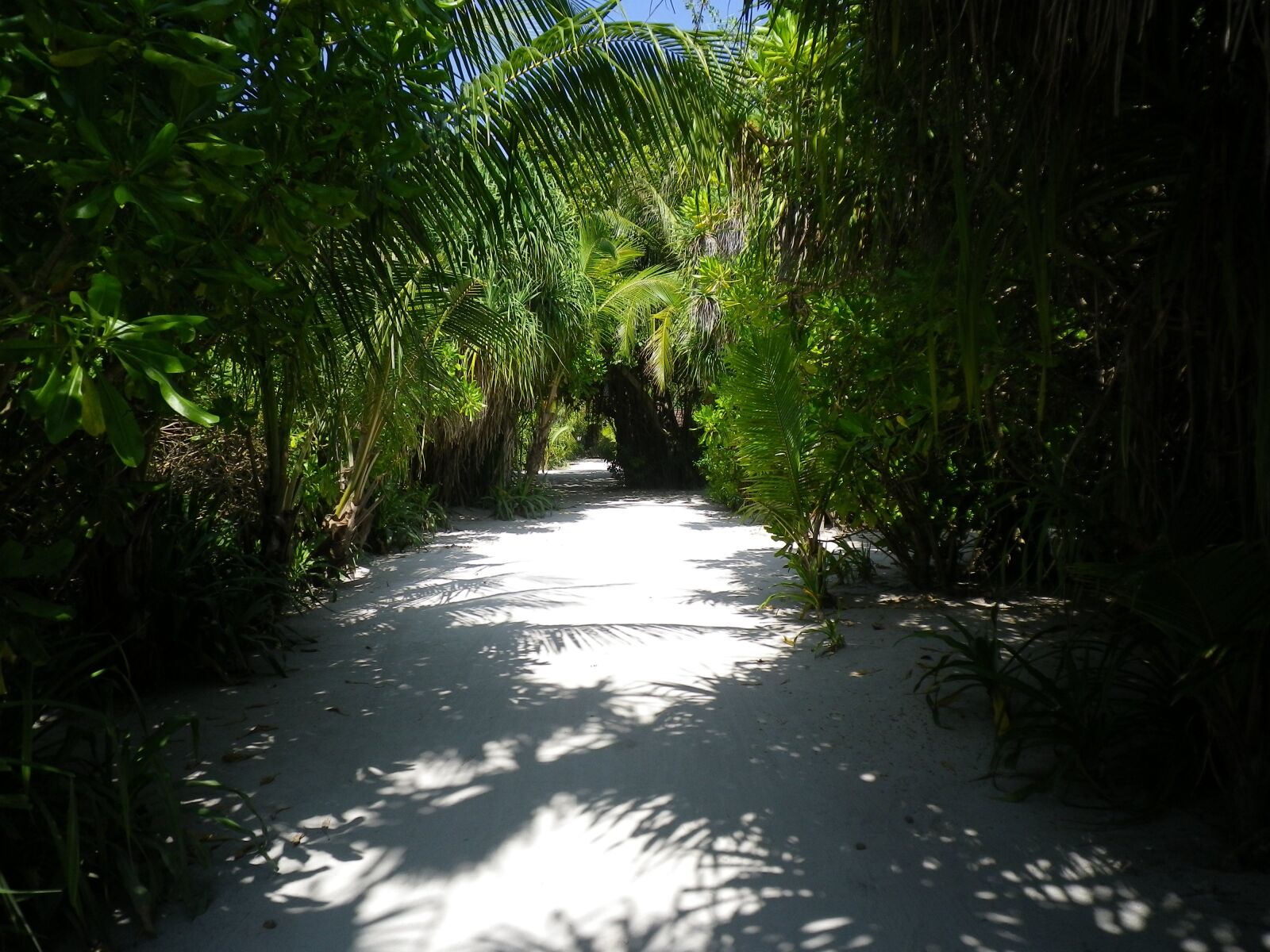 Pentax Optio H90 sample photo. Sand, away, jungle photography