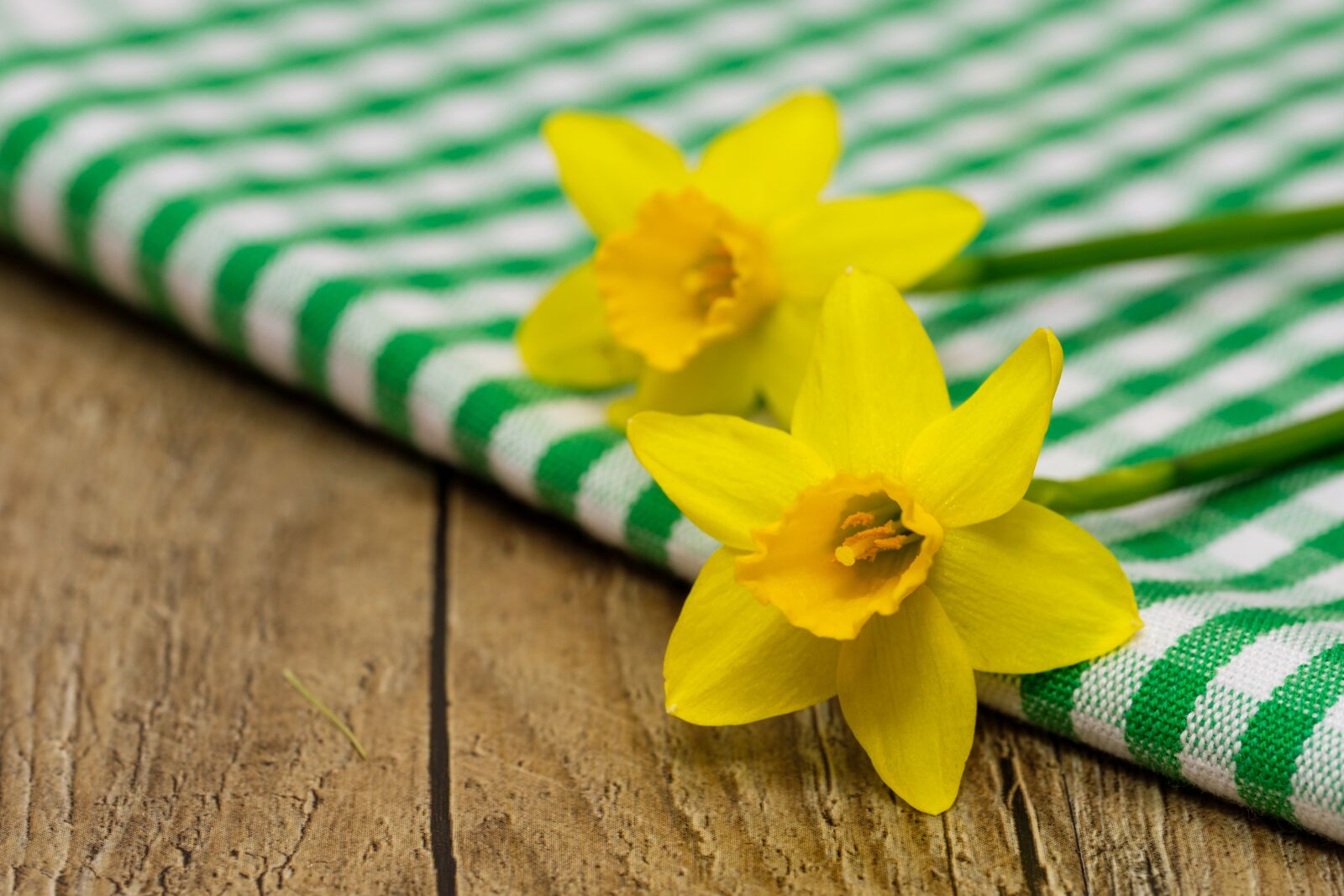 Fujifilm X-T2 + Fujifilm XF 80mm F2.8 R LM OIS WR Macro sample photo. Daffodils, osterglocken, amaryllidoideae photography