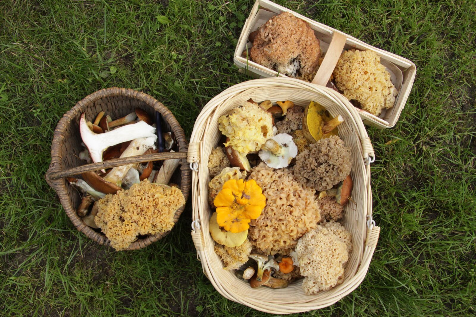 Canon EOS 50D sample photo. Mushrooms, collect, mushroom picking photography