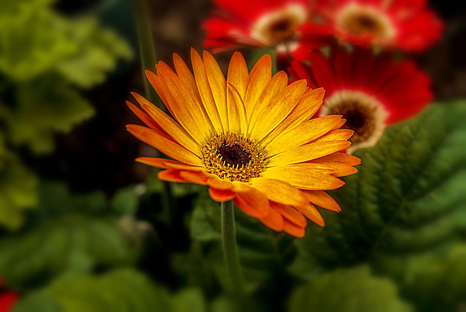 Nikon D60 sample photo. Flower, nature, romantic photography