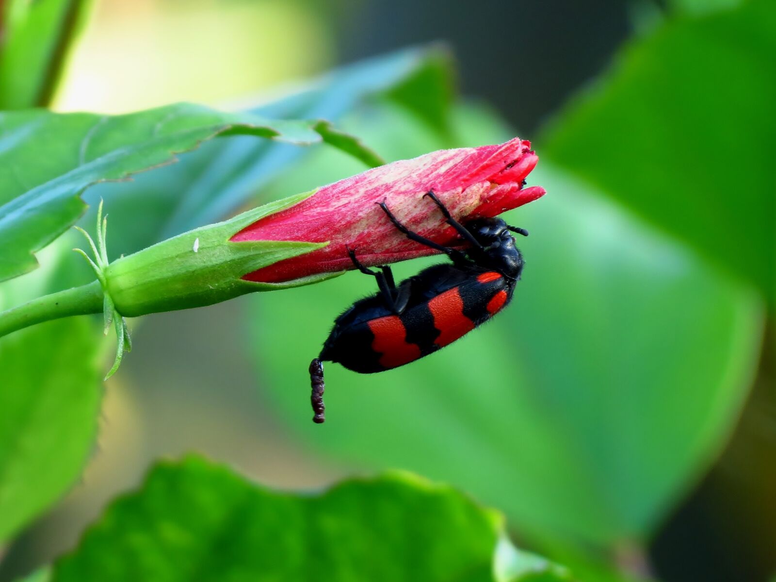 Canon PowerShot SX40 HS sample photo. Insect photography