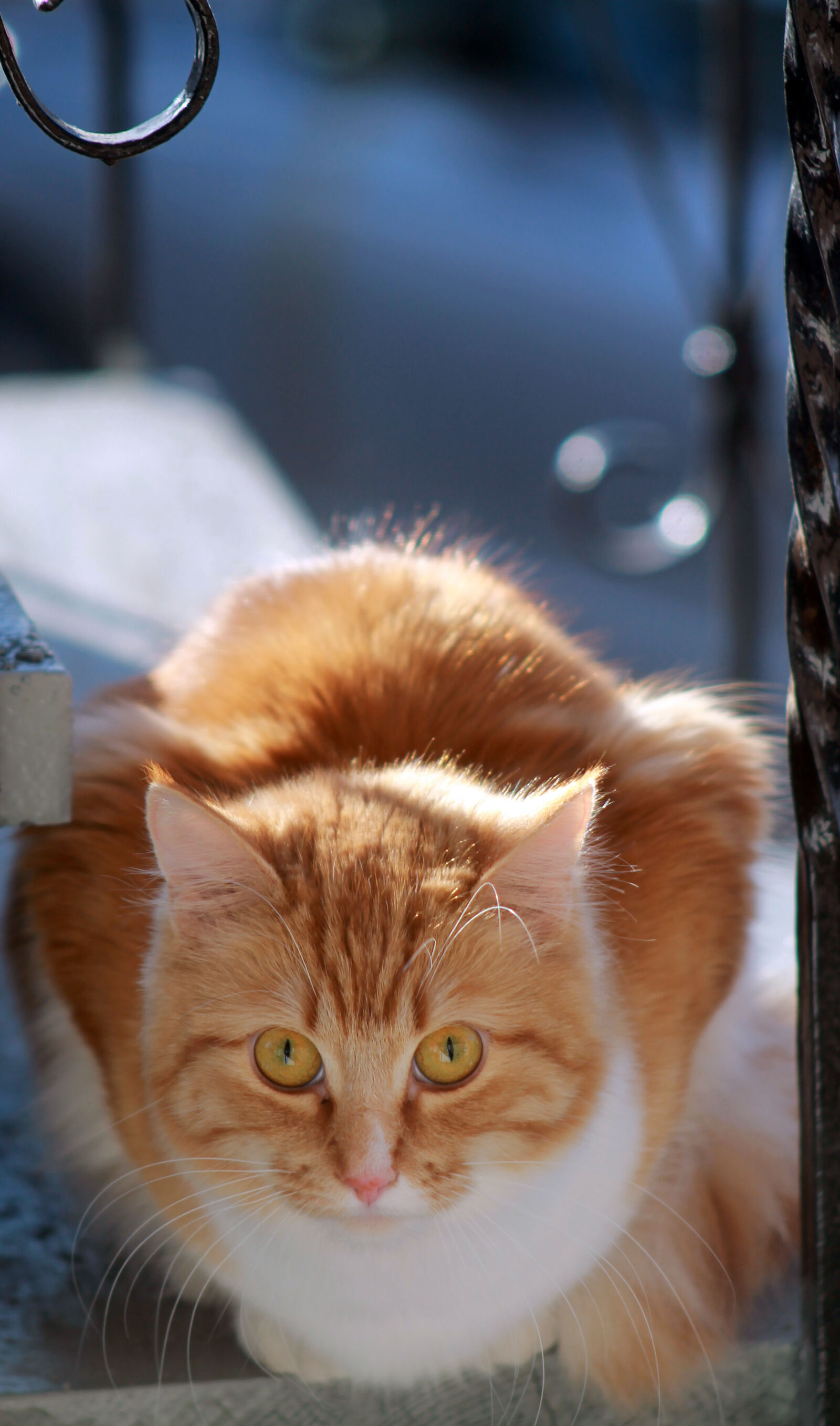 Canon EOS 1100D (EOS Rebel T3 / EOS Kiss X50) sample photo. Cat, ginger, house, cat photography