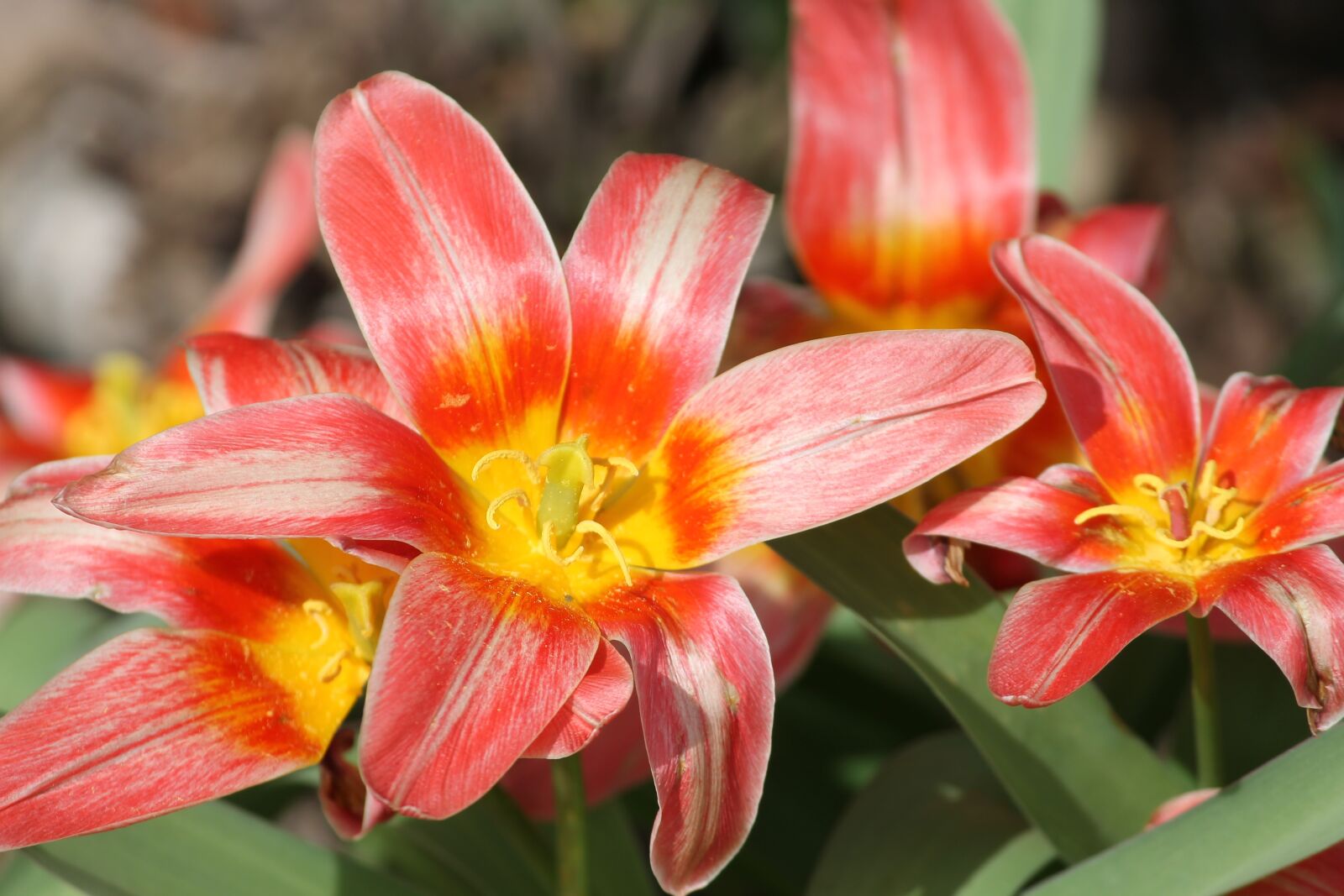 Canon EOS 1100D (EOS Rebel T3 / EOS Kiss X50) sample photo. Tulips, open, light red photography