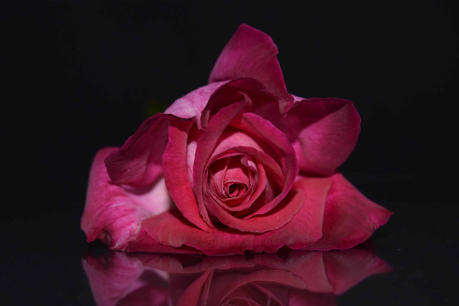 Nikon D3300 sample photo. Petal, rose, shadow, dark photography