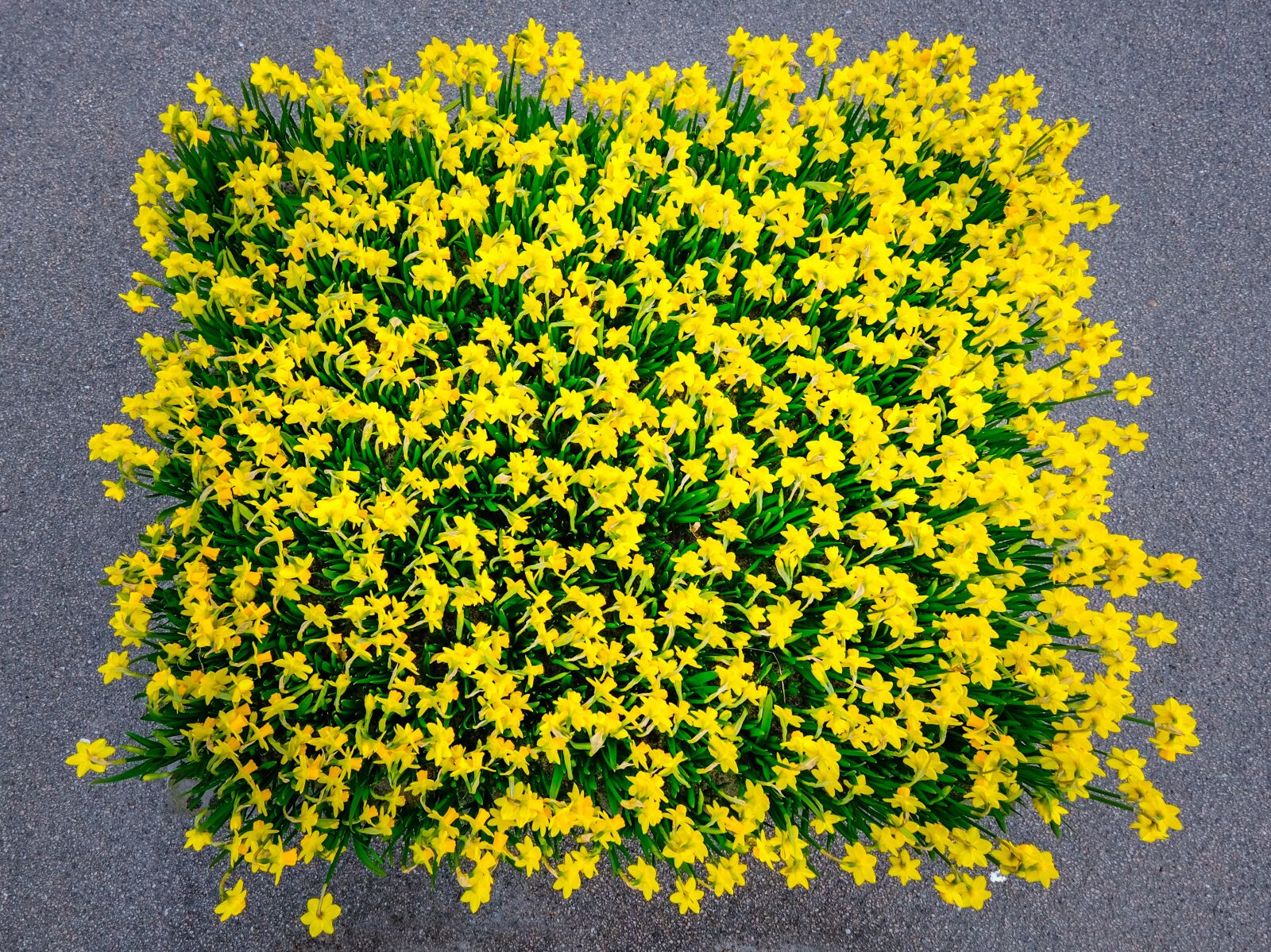 Fujifilm XF 10-24mm F4 R OIS sample photo. Daffodils, osterglocken, flowers photography