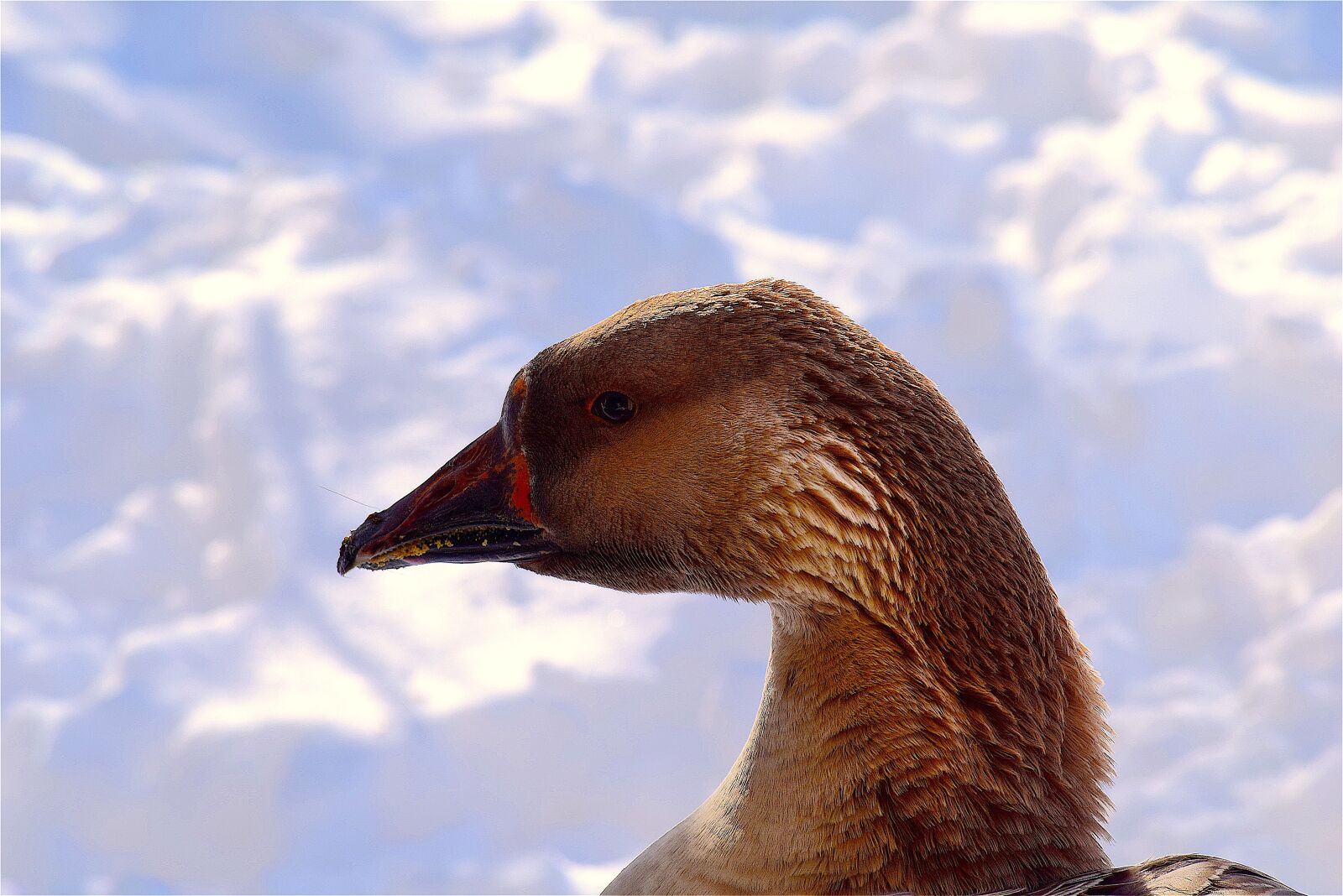 Nikon D3300 sample photo. Goose, snow, colorful photography
