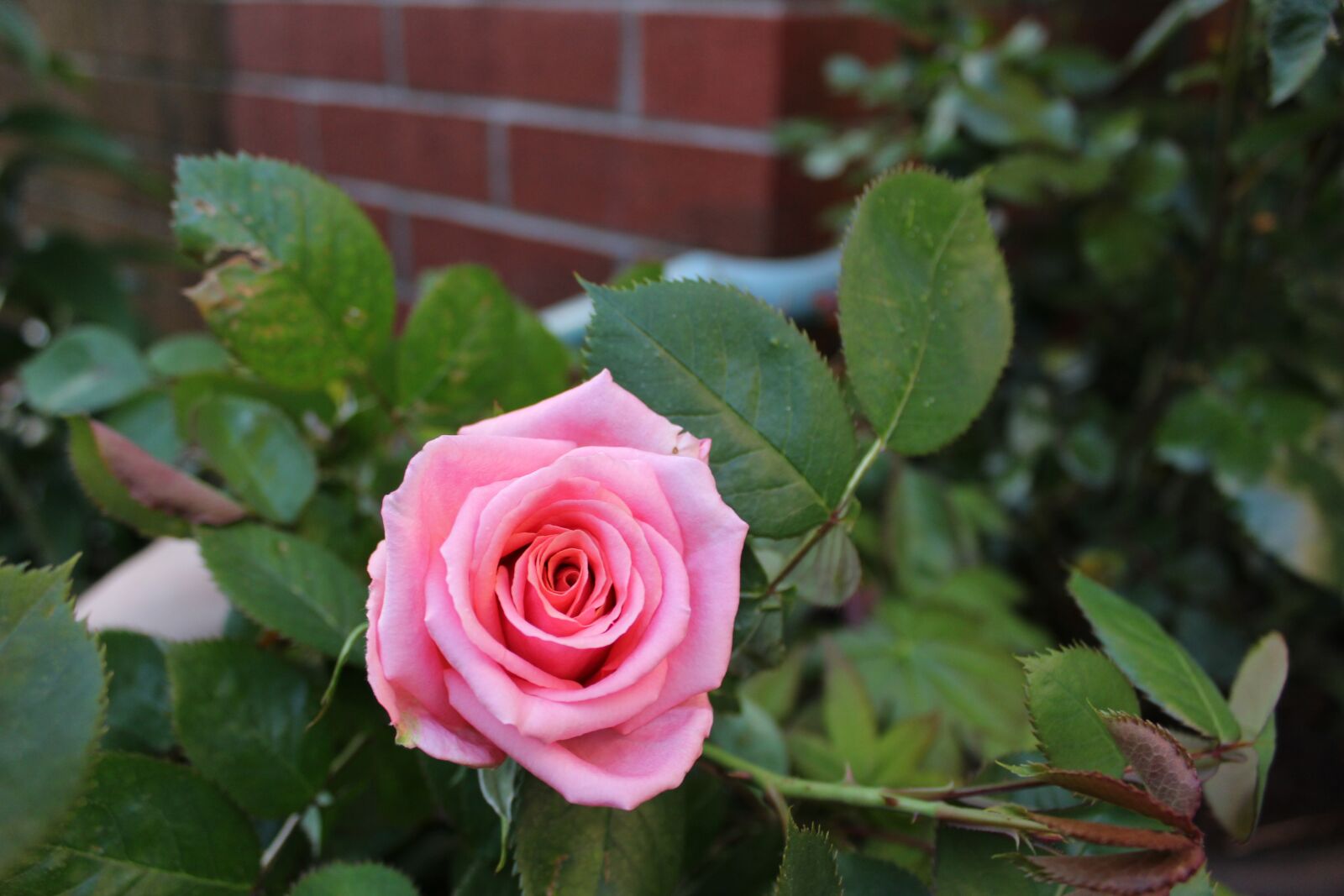 Canon EOS 1300D (EOS Rebel T6 / EOS Kiss X80) sample photo. Rose, pink, flower photography
