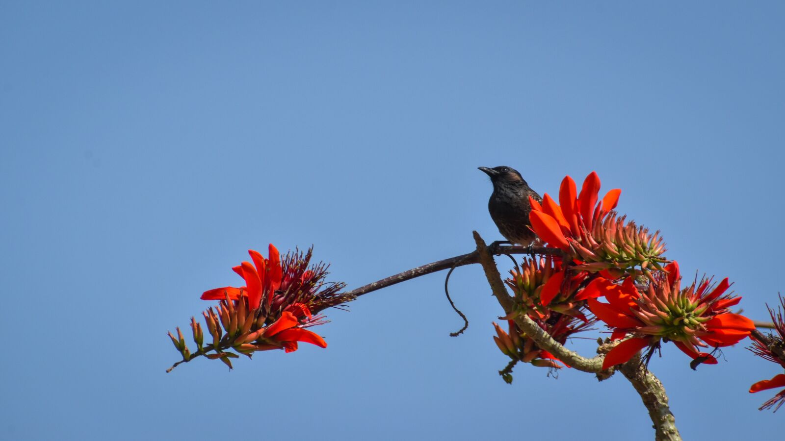 Nikon D3500 sample photo. Environment, beak, outdoor photography