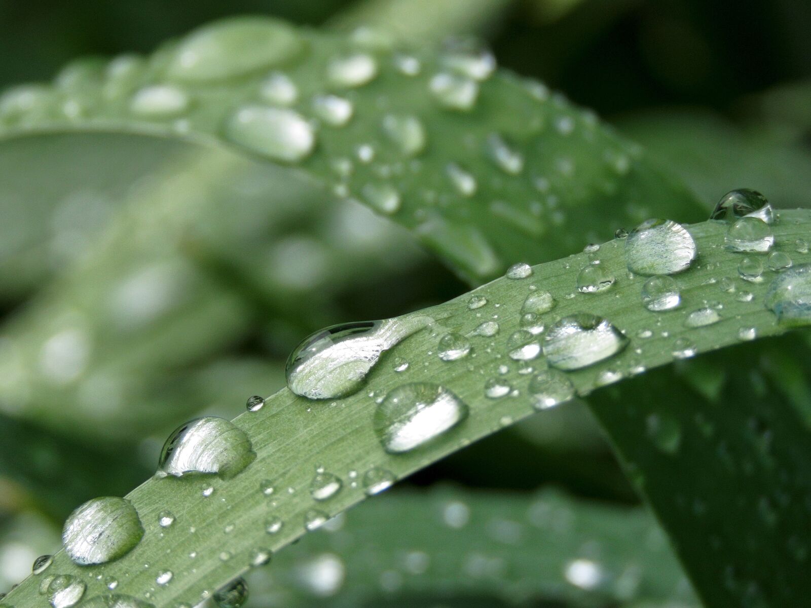 Canon PowerShot SX60 HS sample photo. Drops, water, grass photography