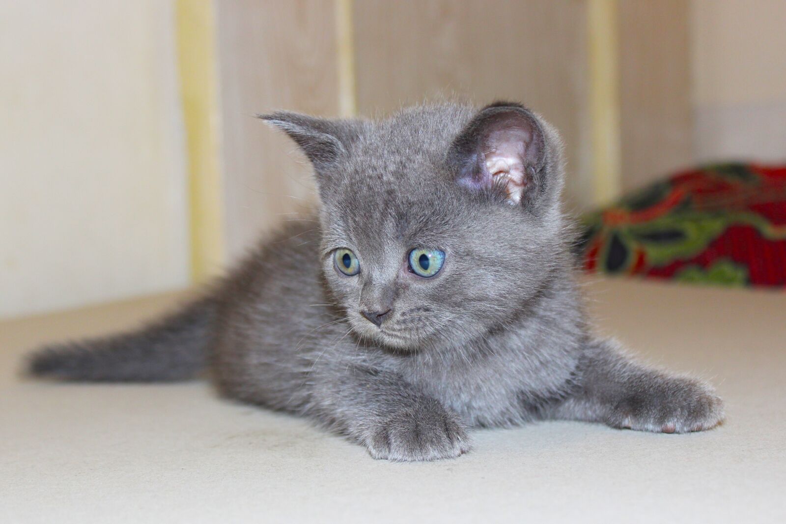Canon EOS 600D (Rebel EOS T3i / EOS Kiss X5) sample photo. Cat, kitten, feline photography