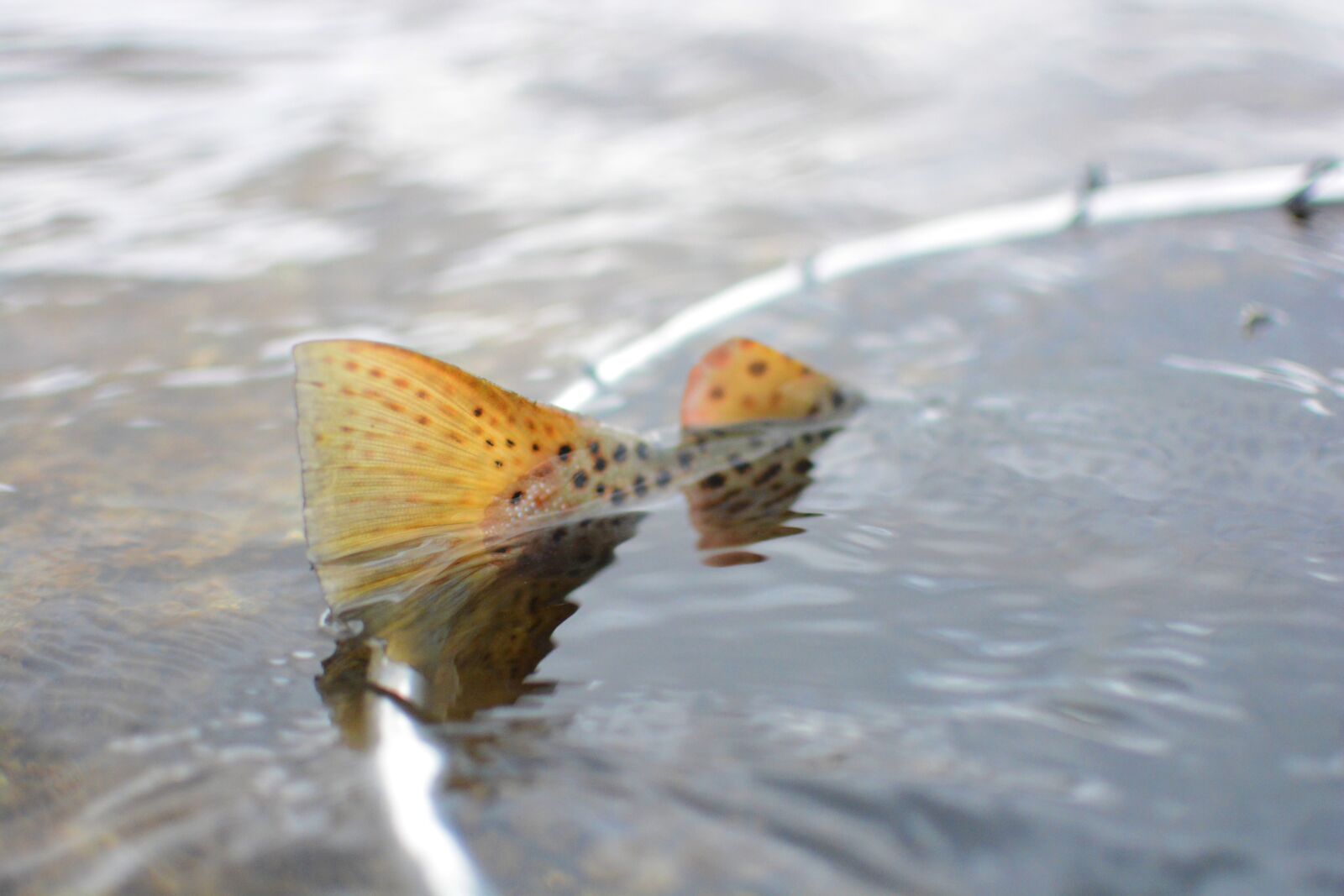 Nikon D7100 sample photo. Fish, brown trout, fishing photography